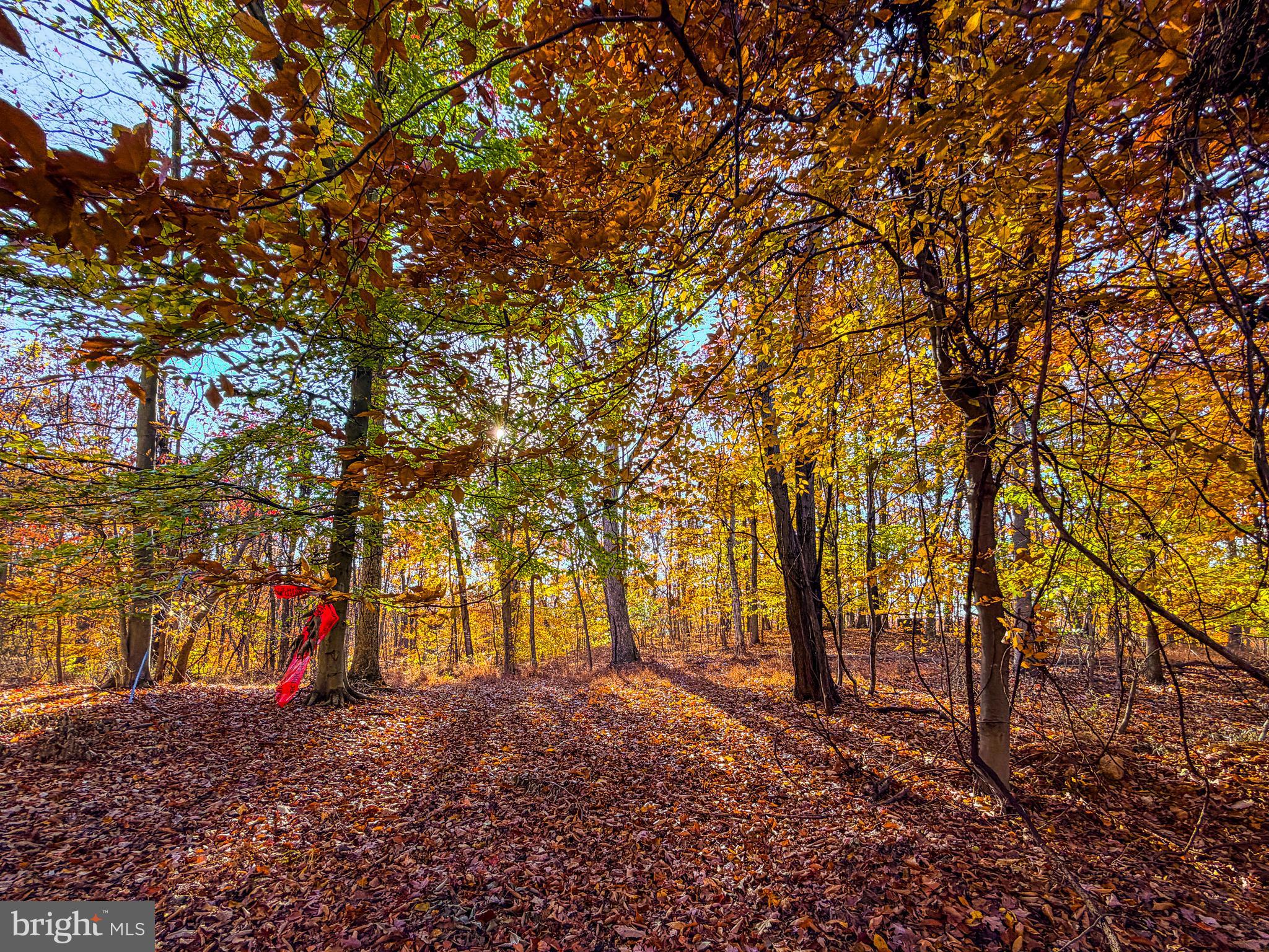 Goaway Road, Unit 1 Hedgesville, WV 25427 - Photo 1 of 19 a view of road with large trees