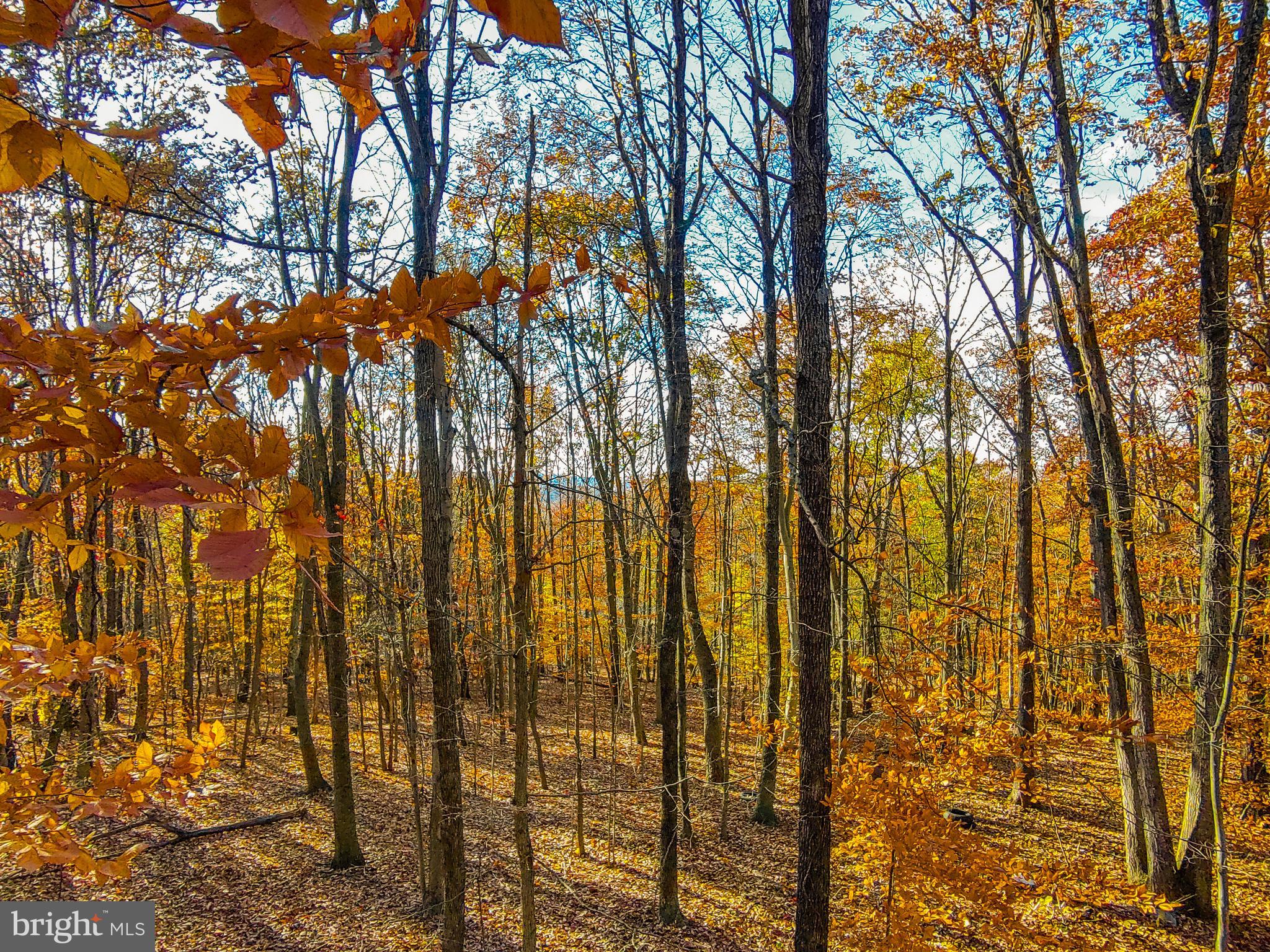Goaway Road, Unit 1 Hedgesville, WV 25427 - Photo 14 of 19 a view of yard