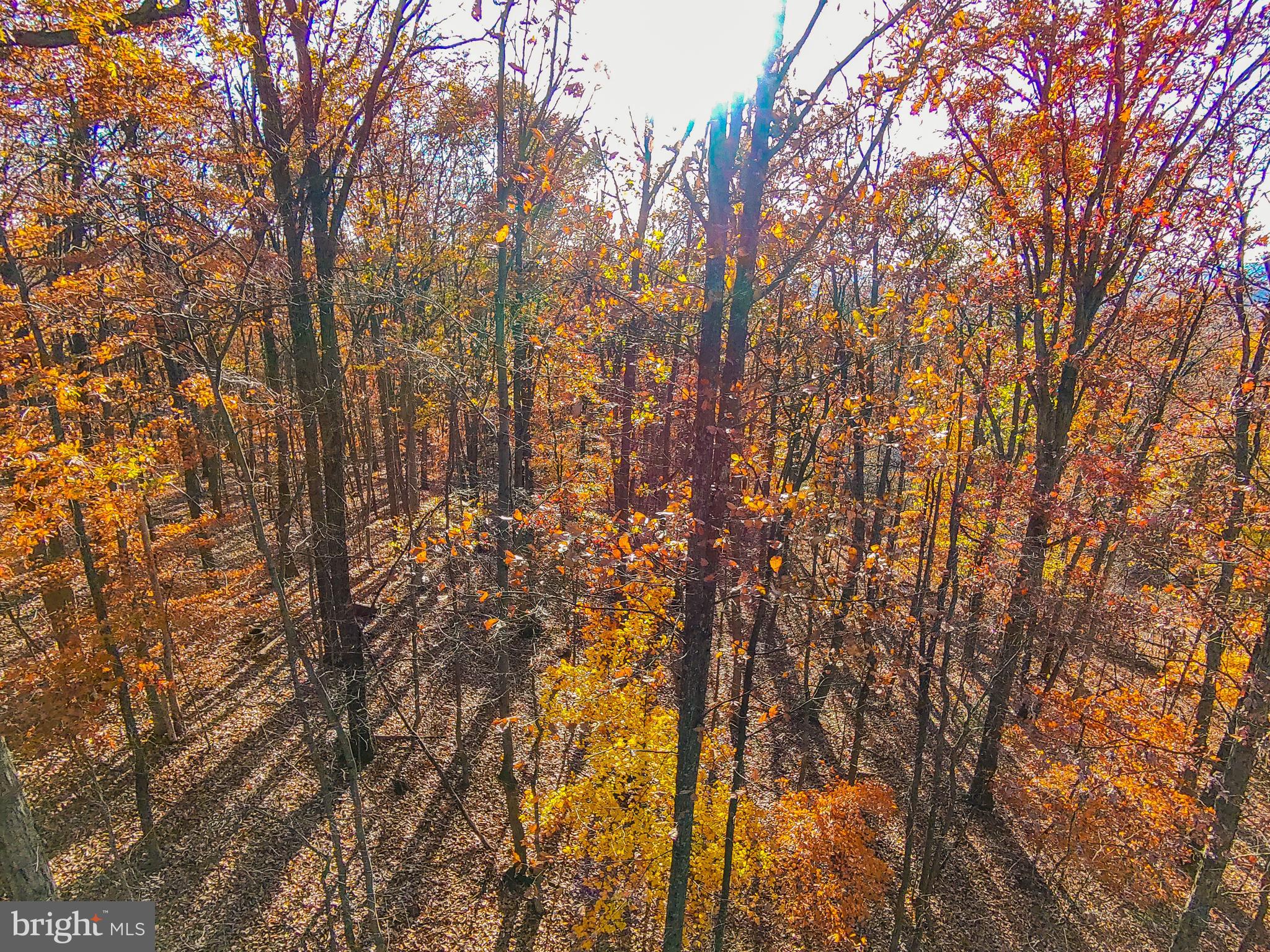 Goaway Road, Unit 1 Hedgesville, WV 25427 - Photo 17 of 19 a view of forest