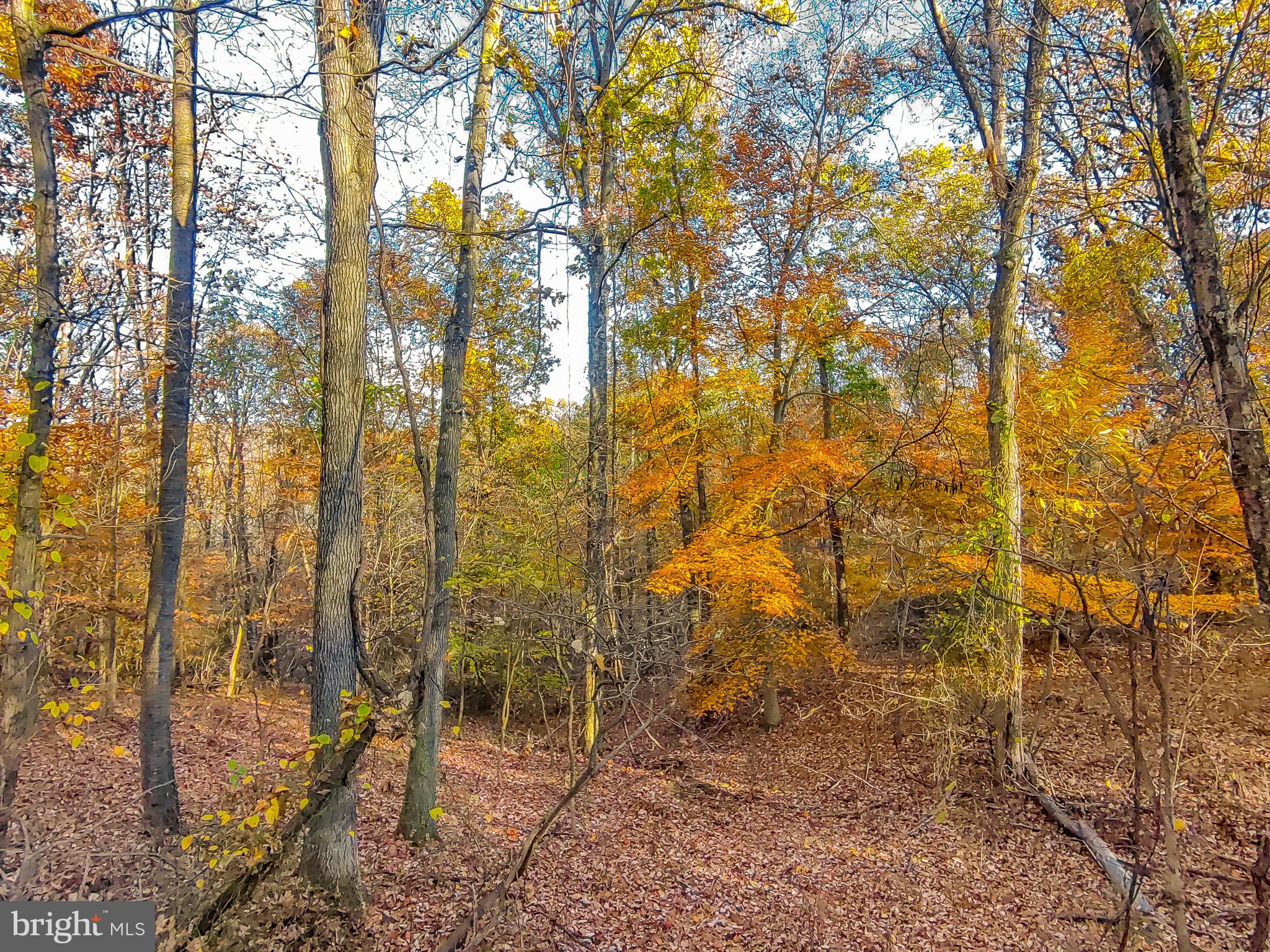 Goaway Road, Unit 1 Hedgesville, WV 25427 - Photo 19 of 19 a view of forest