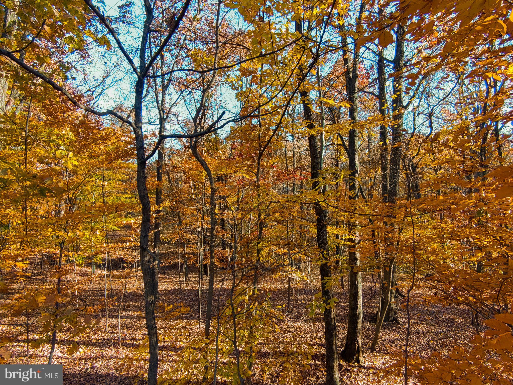Goaway Road, Unit 1 Hedgesville, WV 25427 - Photo 6 of 19 a view of tree