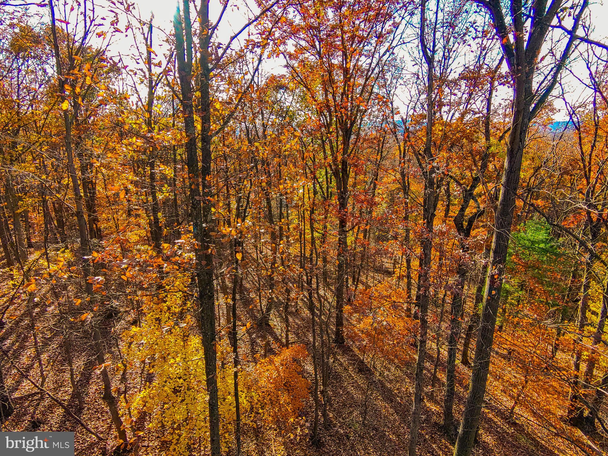 Goaway Road, Unit 1 Hedgesville, WV 25427 - Photo 10 of 19 a view of tree