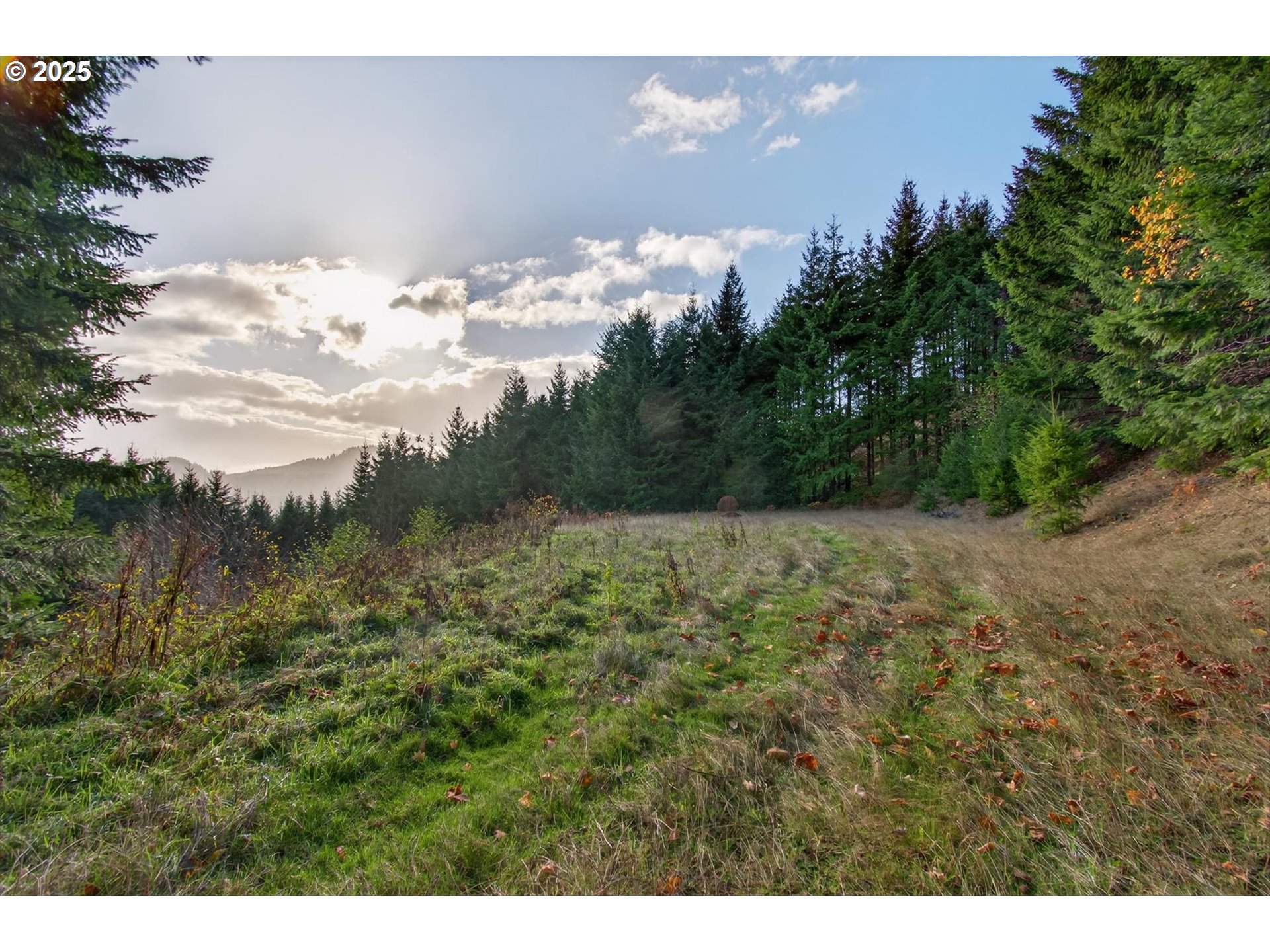 a view of a bunch of trees and bushes