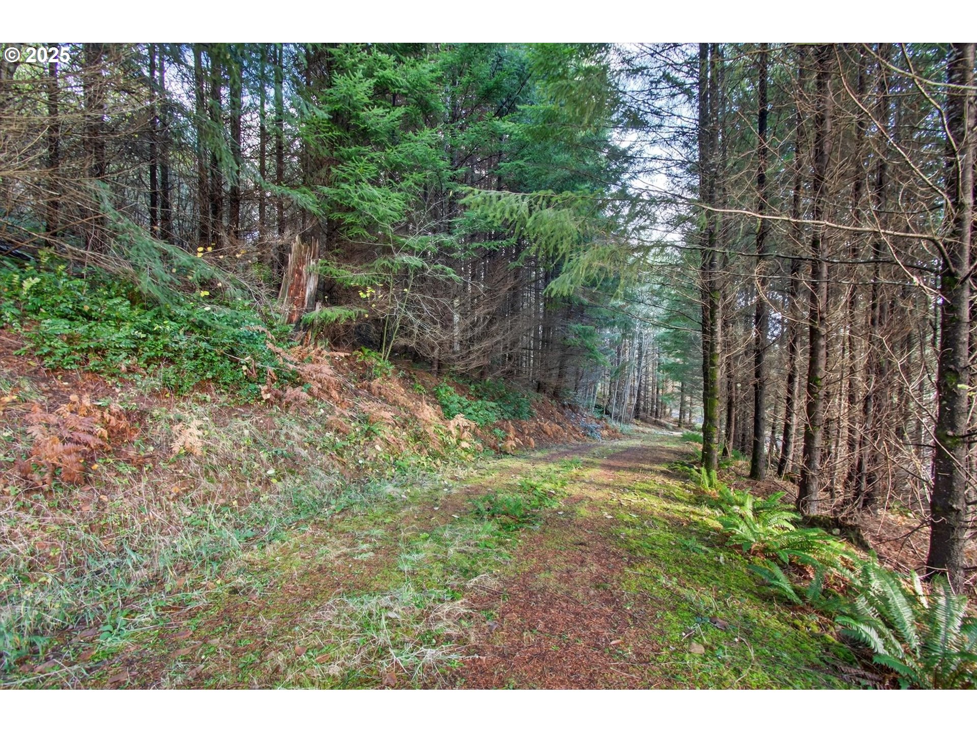0 Knights Bridge Road Amboy, WA 98601 - Photo 5 of 20 a view of a yard with large trees