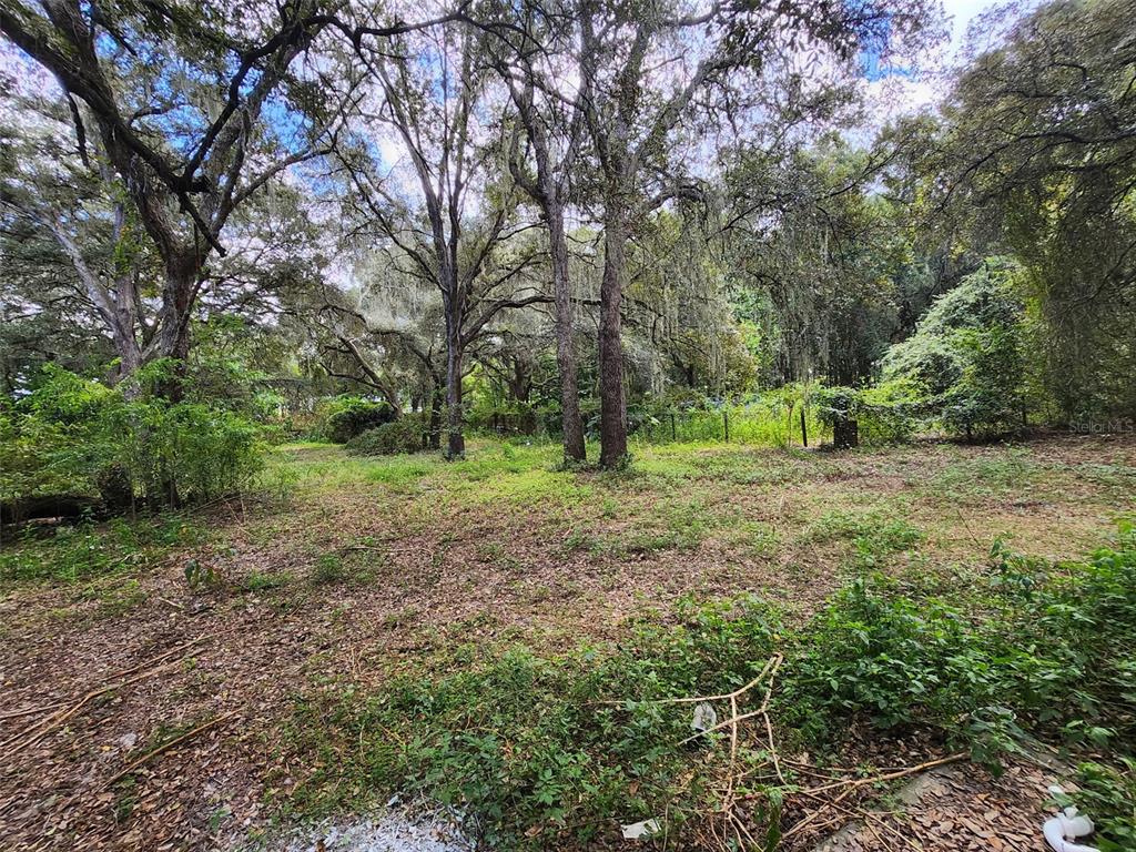 13767 Northeast 47th Avenue Anthony, FL 32617 - Photo 4 of 7 a big yard with lots of green space and deers