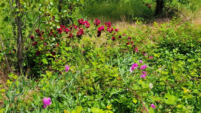 $70,000 | 1912 Cascade Boulevard, Shasta Lake, CA 96019