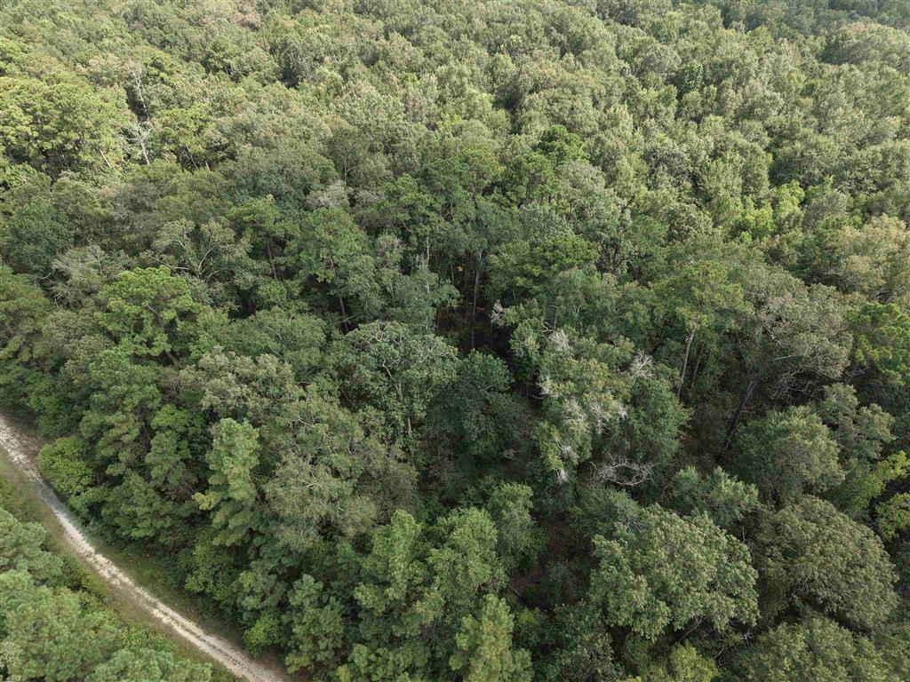 Tbd Oris Carrier Road Oberlin, LA 70655 - Photo 4 of 5 Gallery Image 4