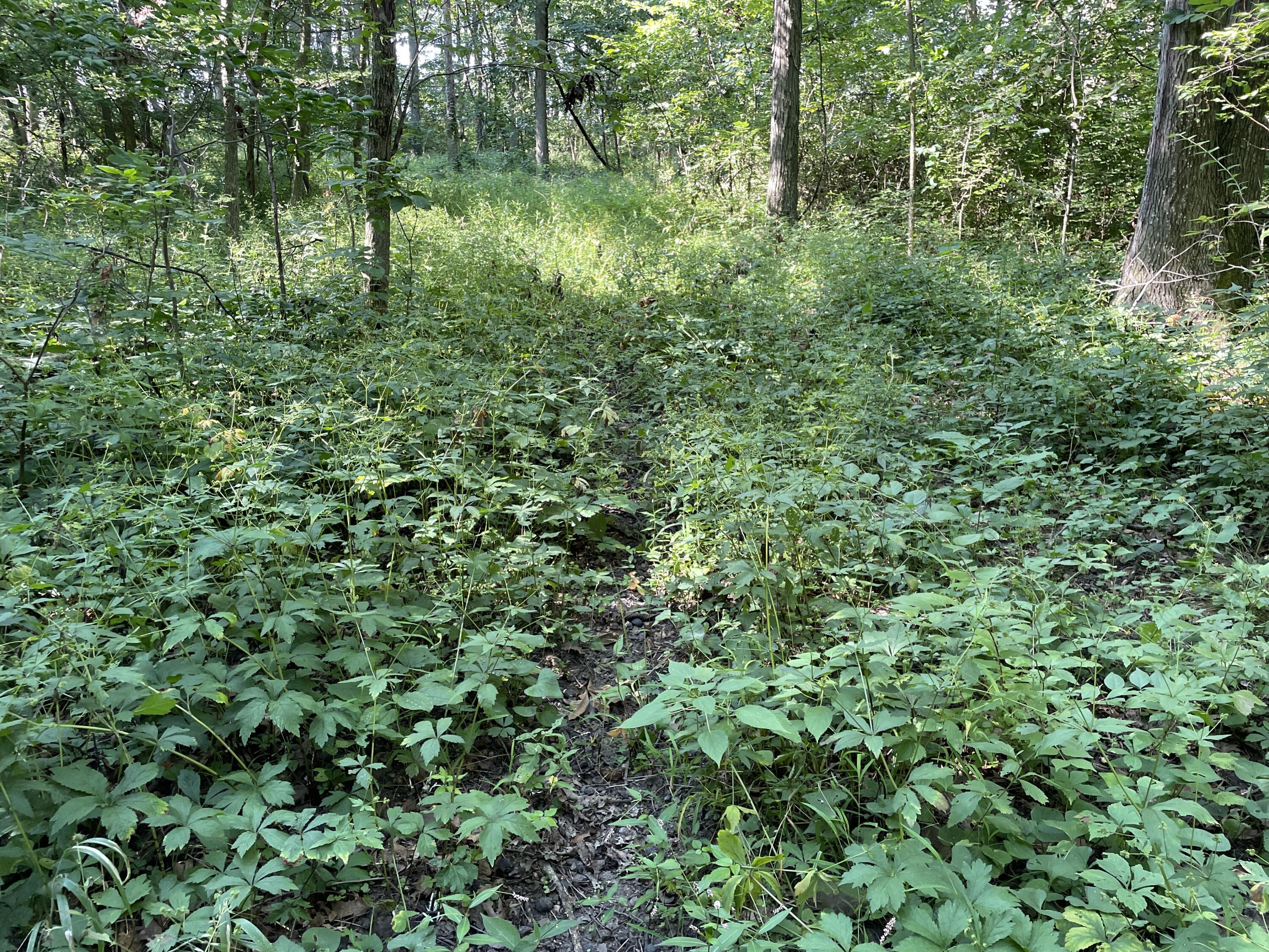 0 Perry Road Cable, OH 43009 - Photo 11 of 28