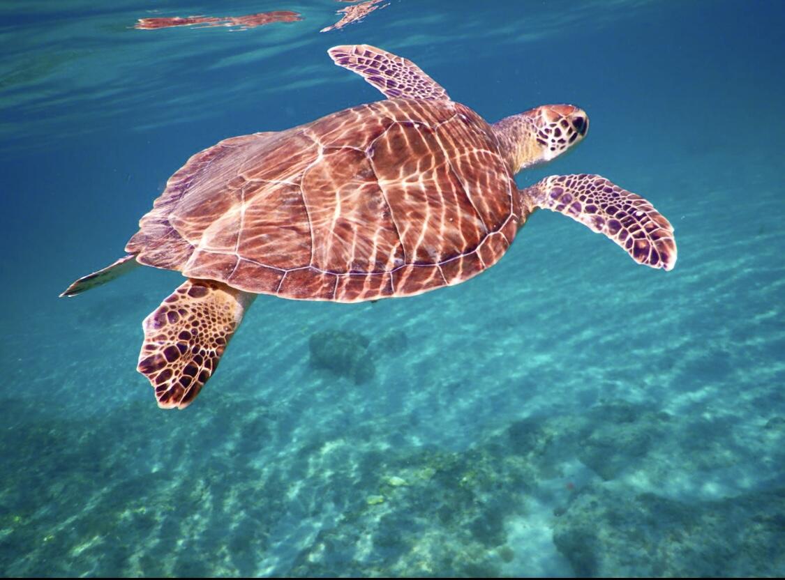 950 Ponce De Leon Road, Unit 104 Boca Raton, FL 33432 - Photo 33 of 42 Swim with the sea turtles!