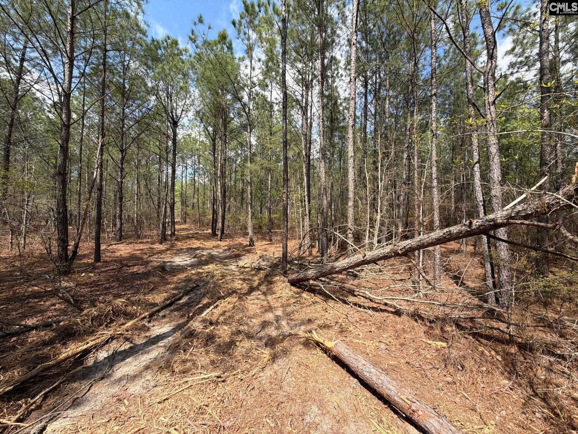 4 Mt Calvary Rd Ridge Spring Ridge Spring, SC 29129 - Photo 22 of 40