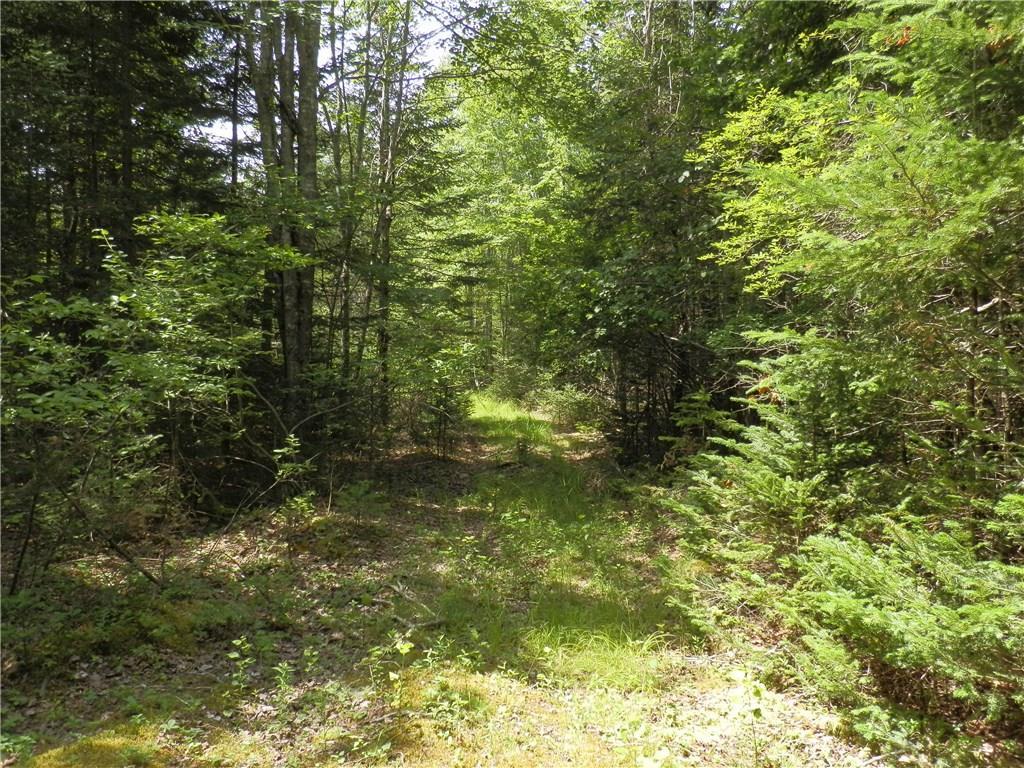 0 Rays Point Road Milbridge, ME 04658 - Photo 17 of 34 tote road narrows to path - veer to...
