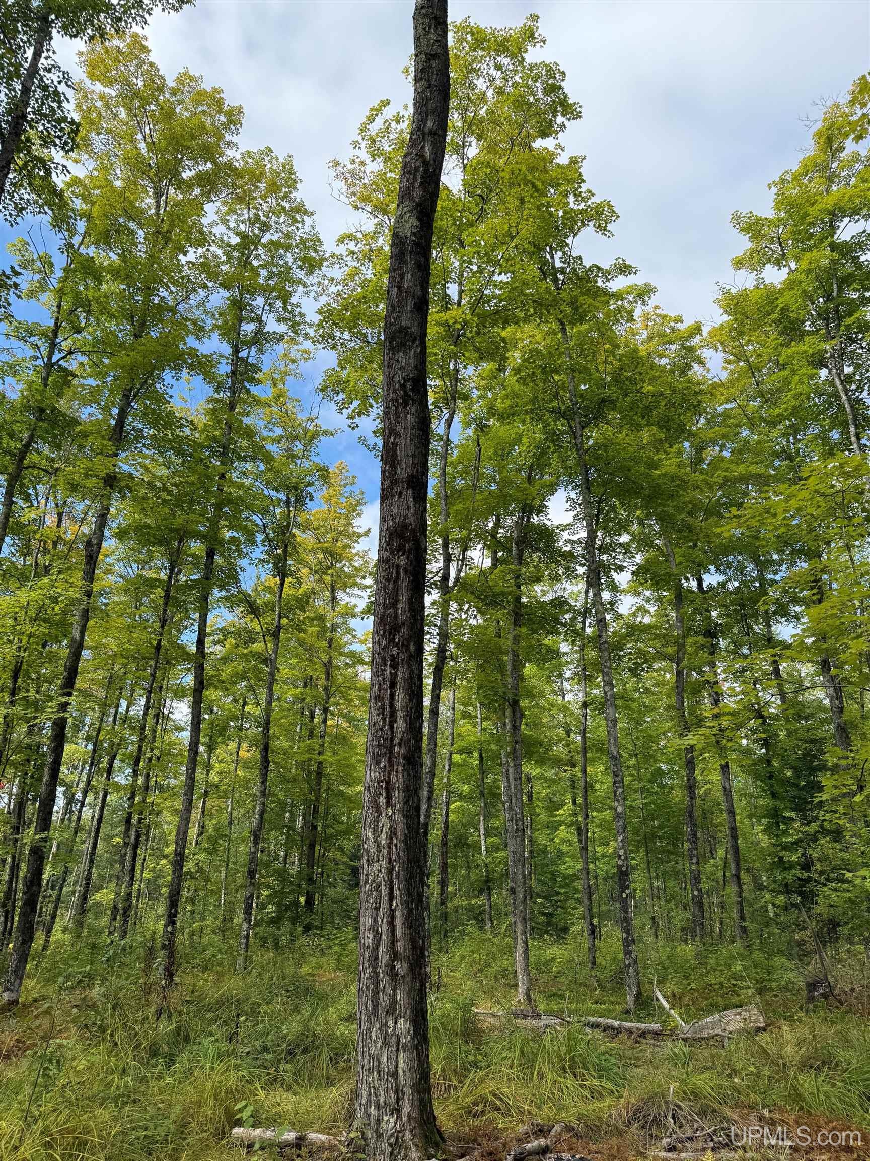 Tbd Kiviranta Road Pelkie, MI 49958 - Photo 14 of 19