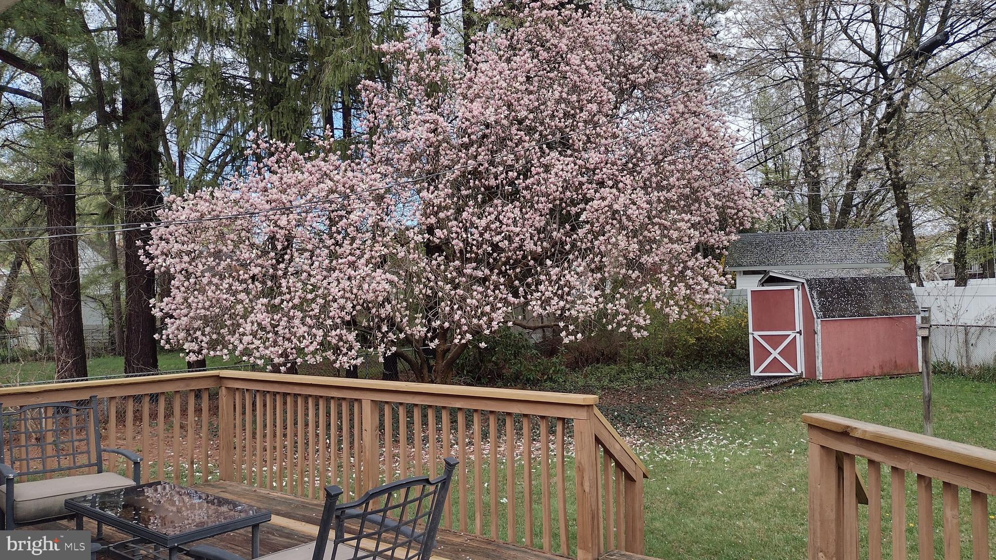 254 Candytuft Road Reisterstown, MD 21136 - Photo 43 of 44 Beautiful Mature Magnolia Tree