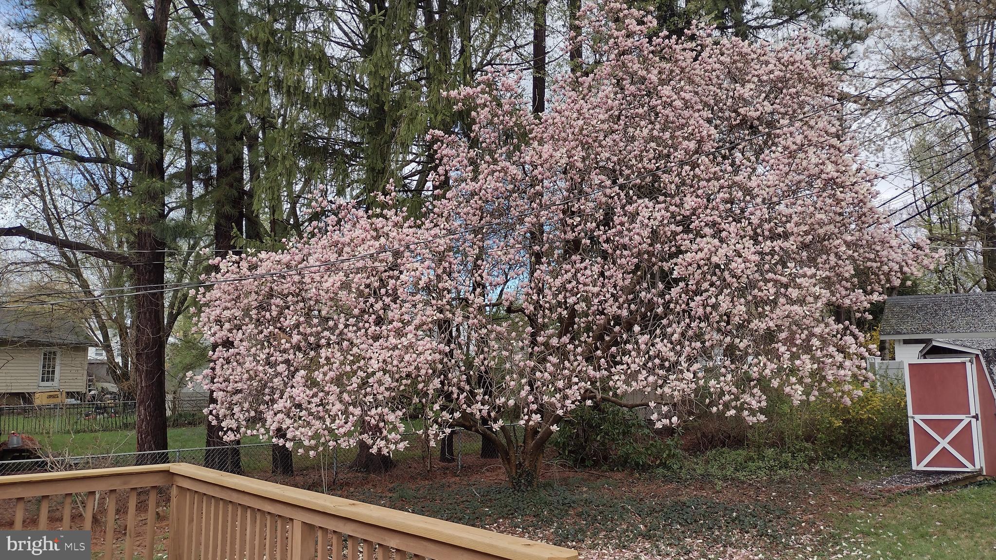 254 Candytuft Road Reisterstown, MD 21136 - Photo 44 of 44 Beautiful Mature Magnolia Tree