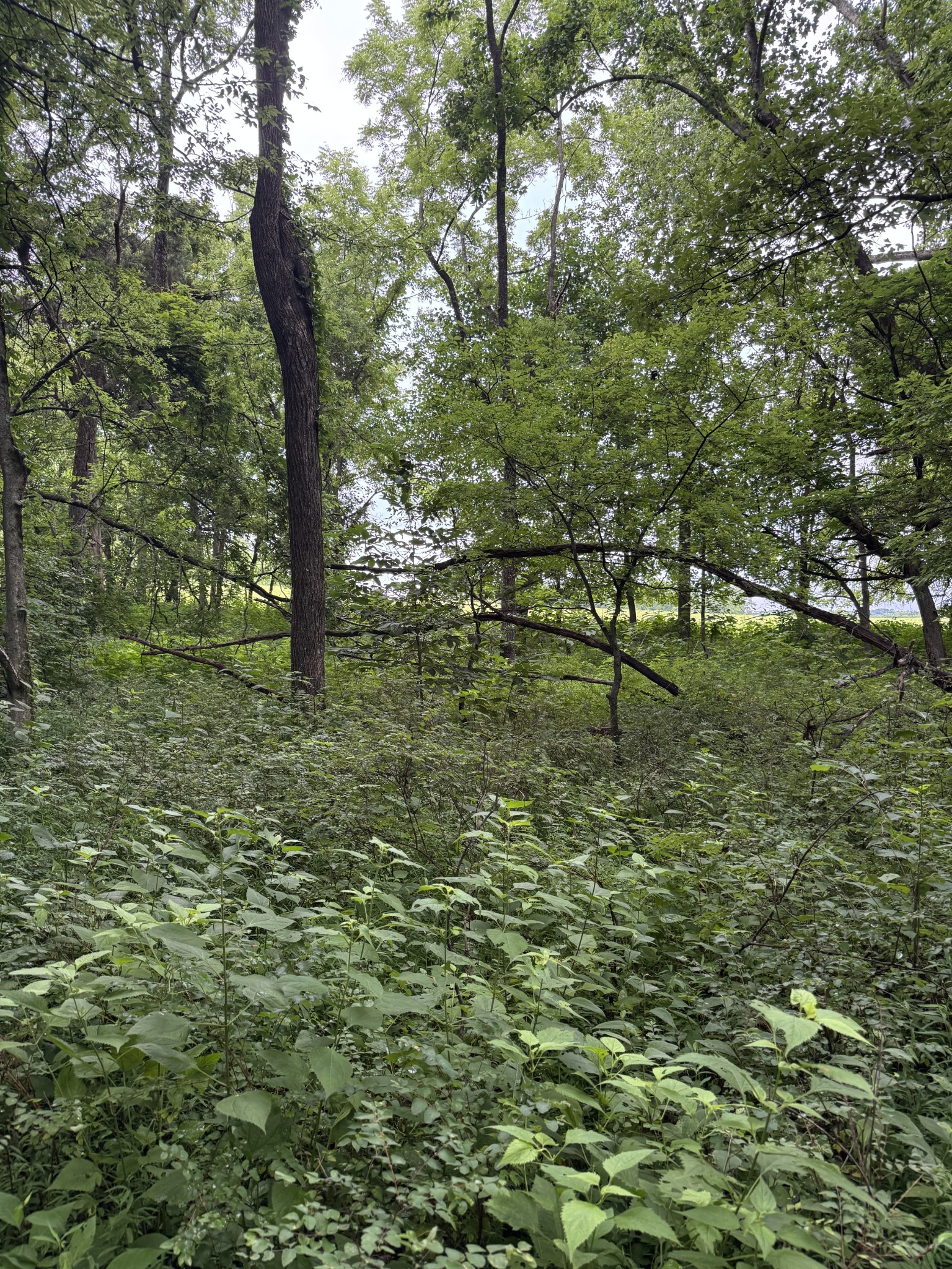 0 Horseshoe Road Cross Plains, TN 37049 - Photo 7 of 11