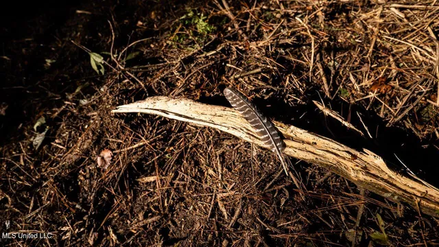 $1,150,000 | 6641 Grange Hall Road, Osyka, MS 39657