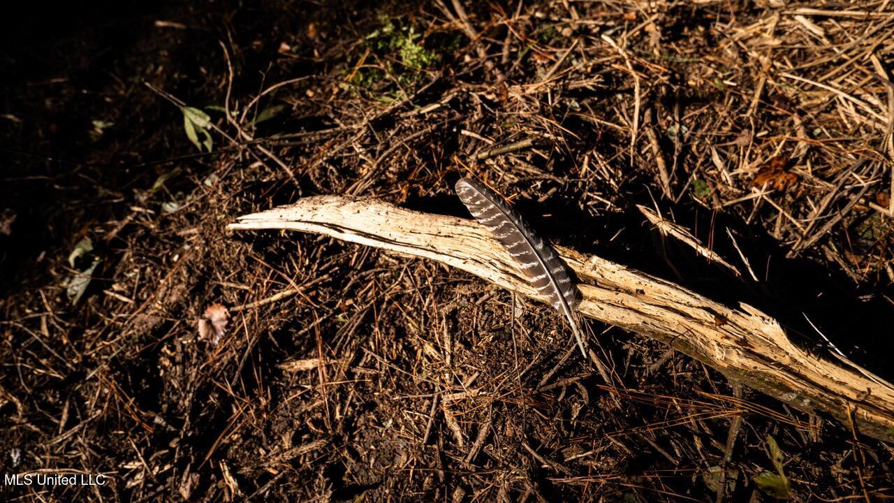 6641 Grange Hall Road Osyka, MS 39657 - Photo 33 of 42 ZTS07201 Large