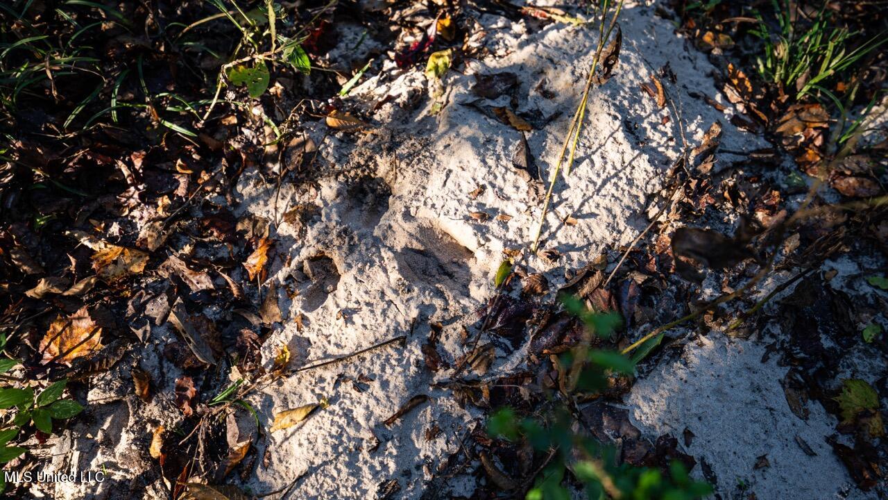 6641 Grange Hall Road Osyka, MS 39657 - Photo 35 of 42 ZTS07210 Large