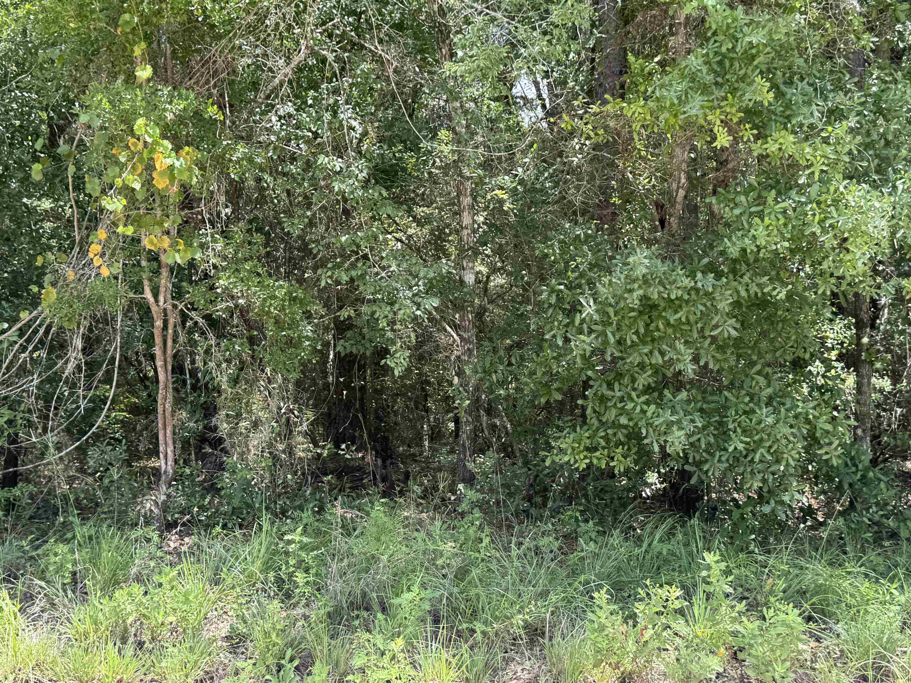4294 Wainwright Road Tallahassee, FL 32310 - Photo 26 of 46