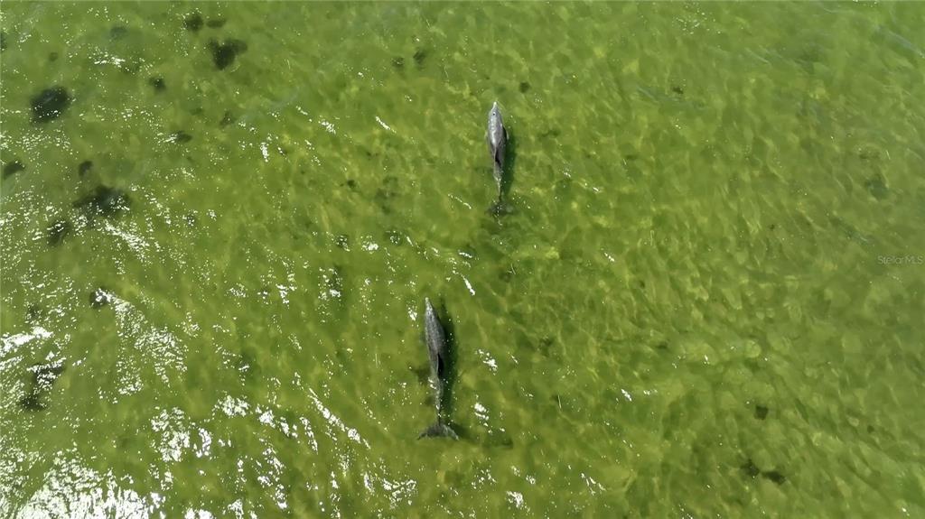 2417 Sunset Vista Drive Spring Hill, FL 34607 - Photo 38 of 61 a view of a lush green forest