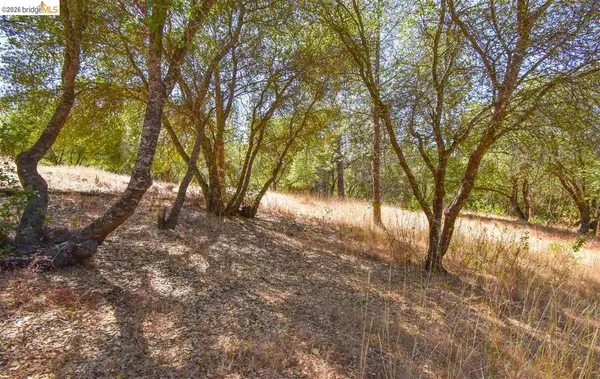 a view of backyard with large trees