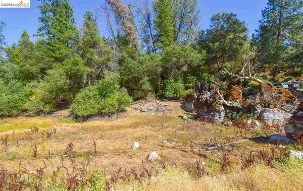 a view of a yard with plants and trees