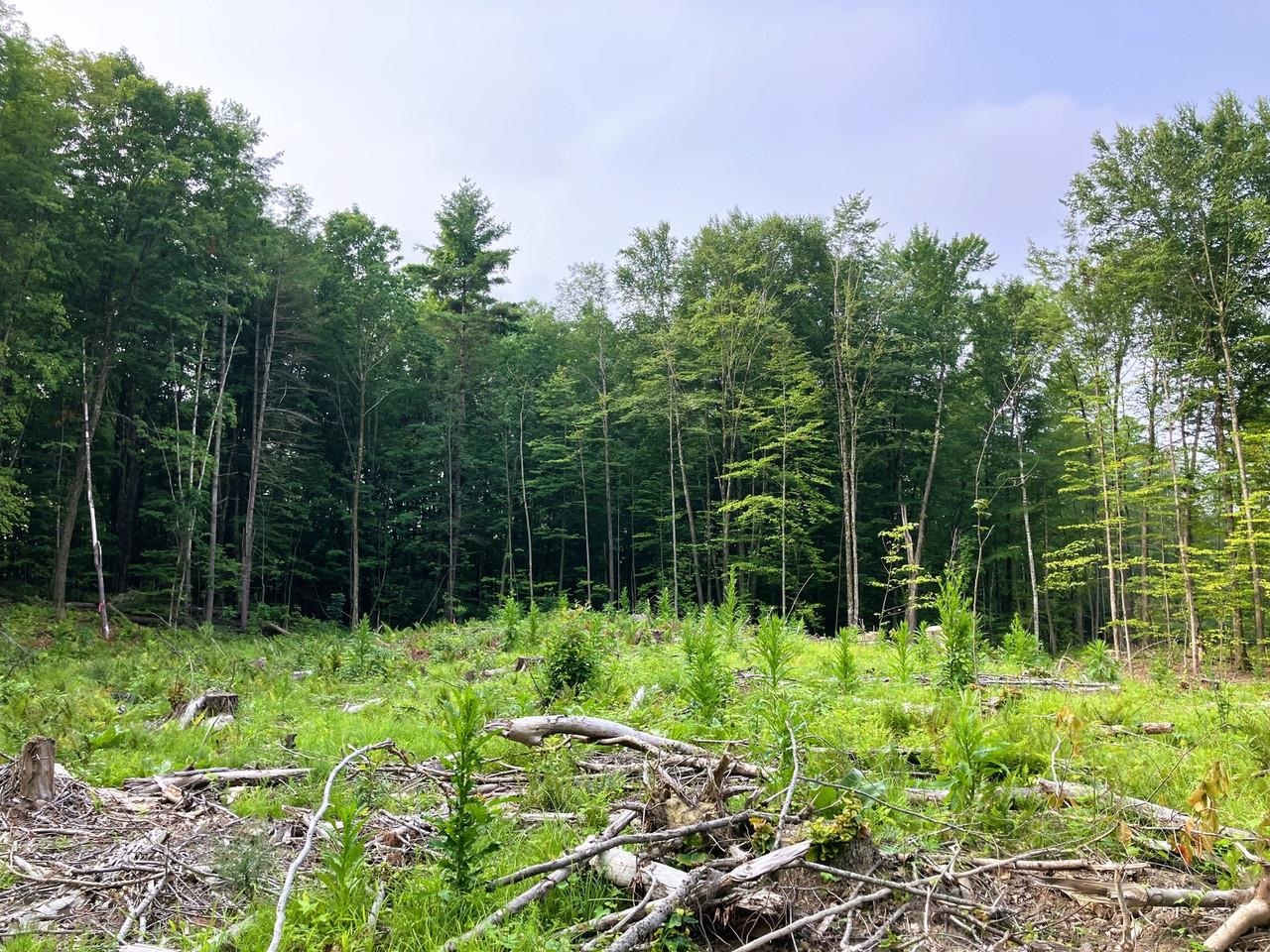 Lot 6 Fern Lake Road Leicester, VT 05733 - Photo 5 of 25
