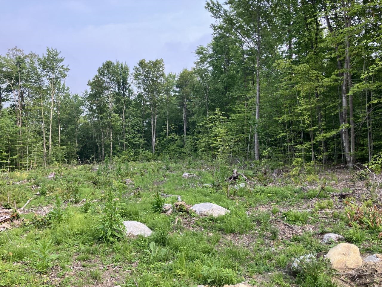 Lot 6 Fern Lake Road Leicester, VT 05733 - Photo 8 of 25