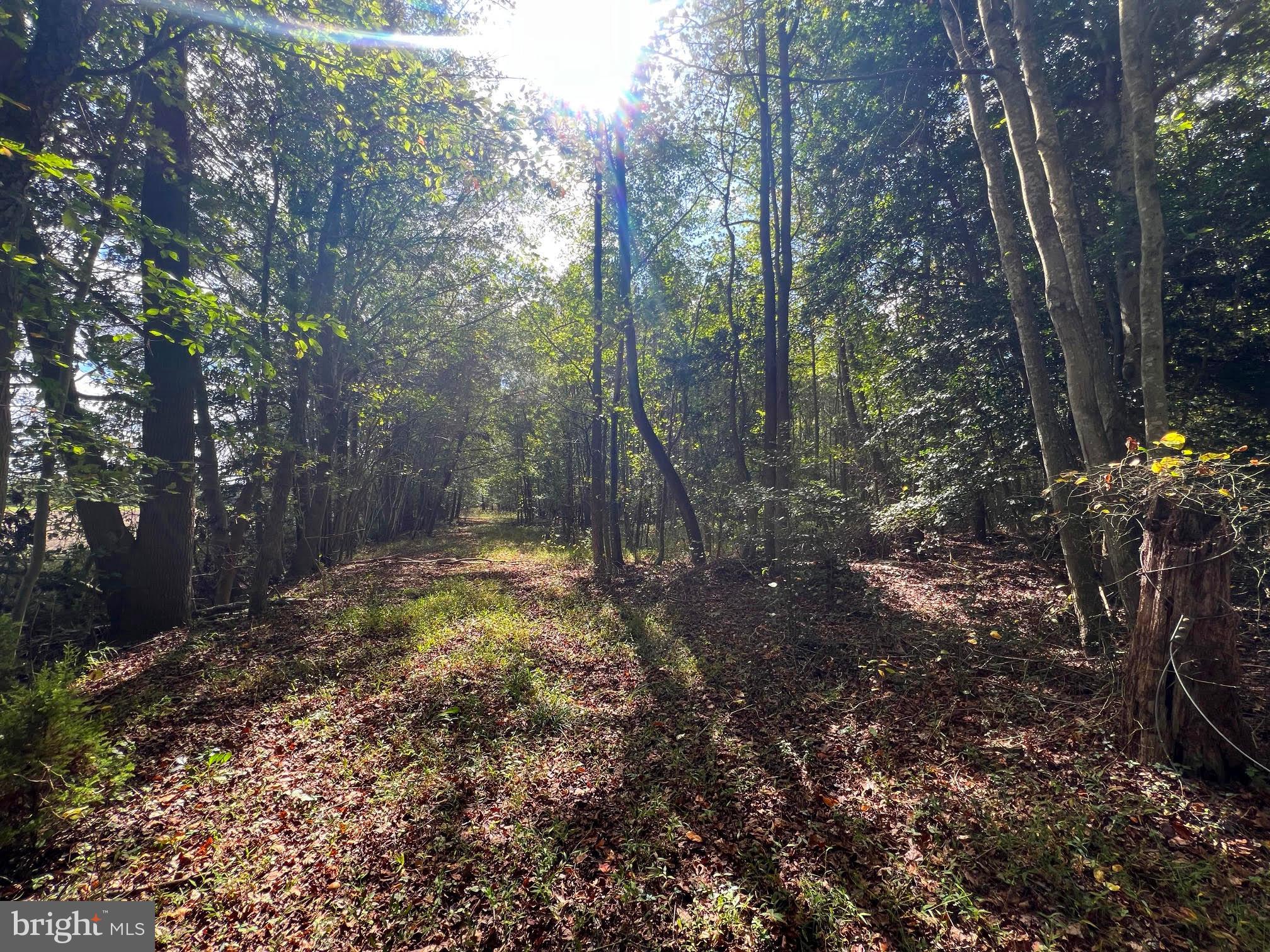 0 Pine Pitch Road Harrington, DE 19952 - Photo 12 of 16