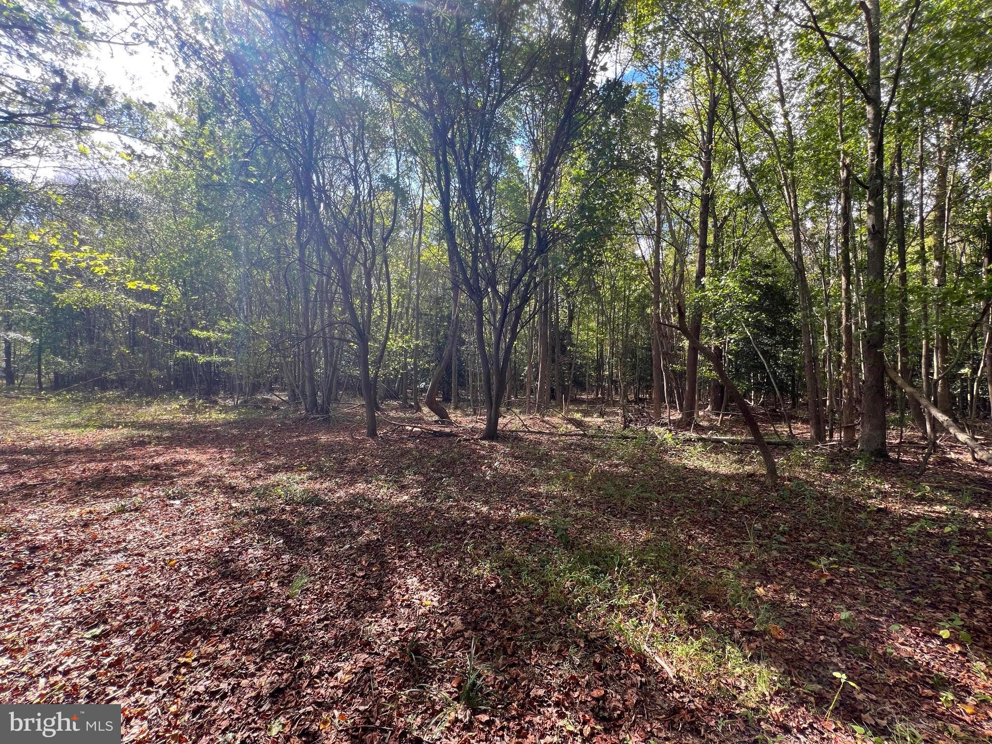 0 Pine Pitch Road Harrington, DE 19952 - Photo 13 of 16