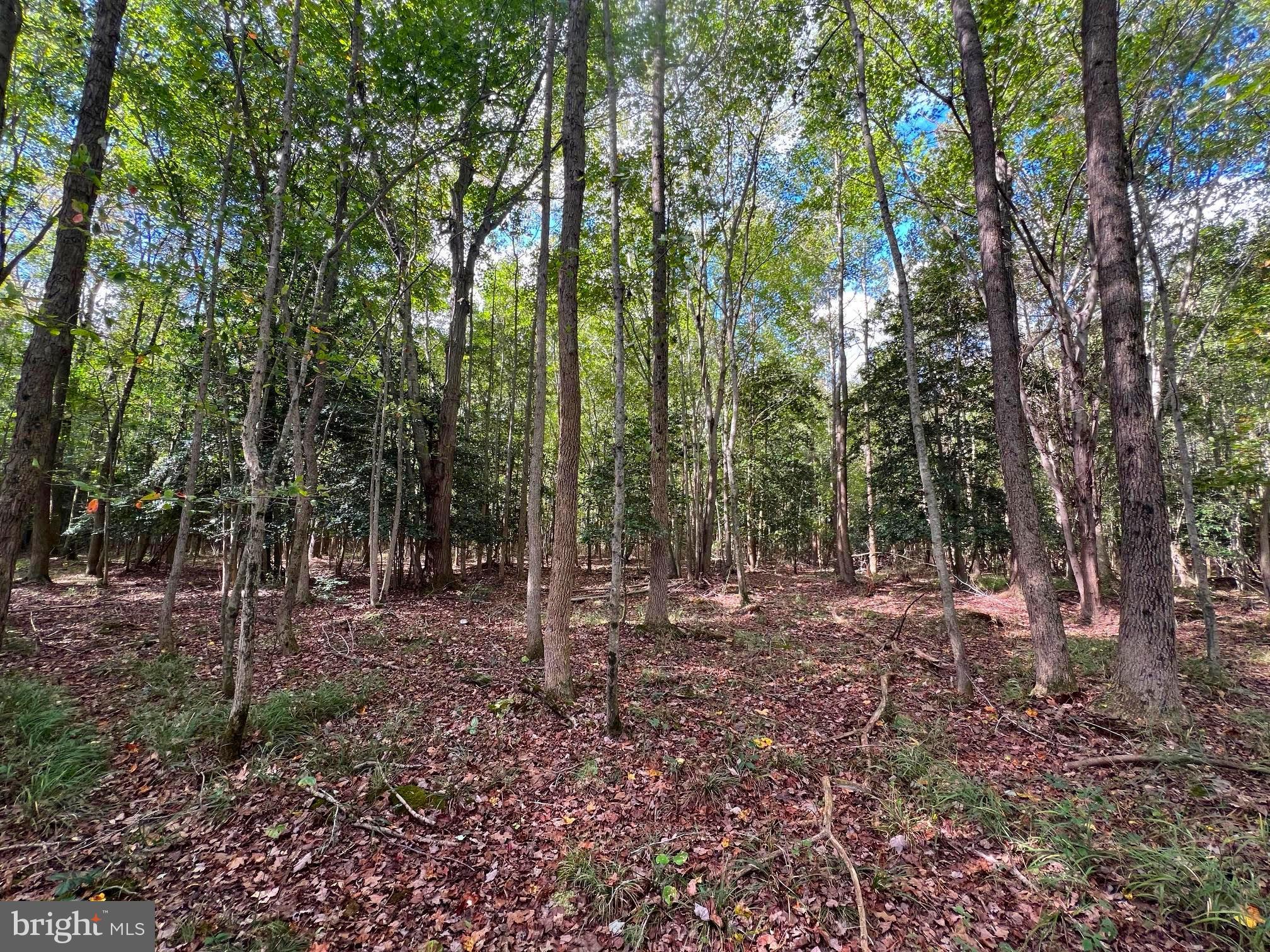 0 Pine Pitch Road Harrington, DE 19952 - Photo 14 of 16