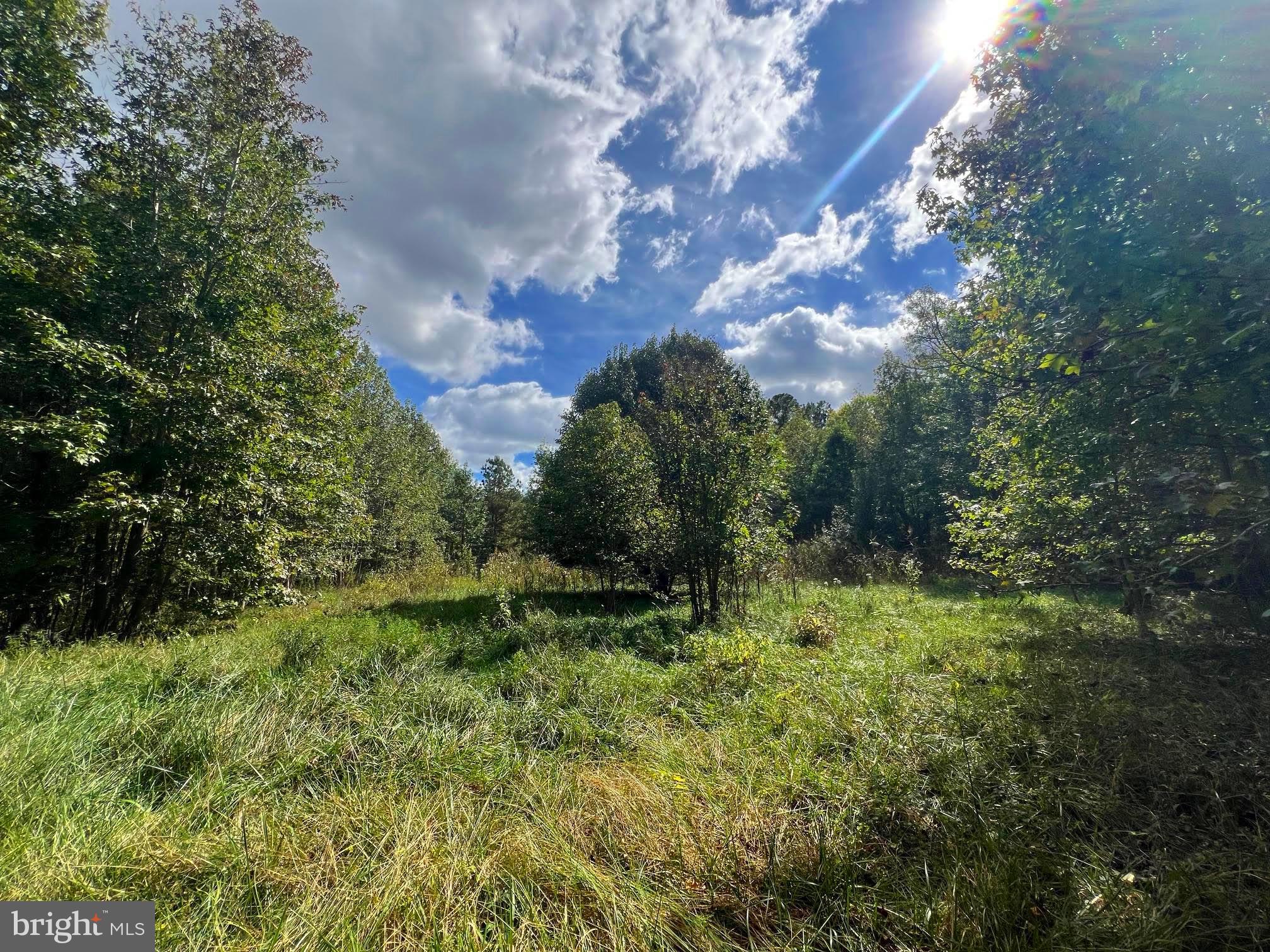 0 Pine Pitch Road Harrington, DE 19952 - Photo 7 of 16 Homesite