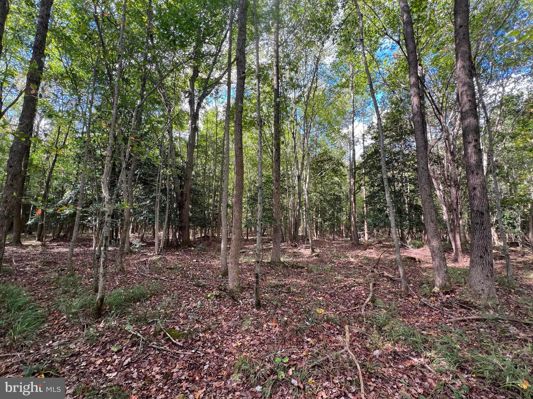 0 Pine Pitch Road Harrington, DE 19952 - Photo 9 of 16