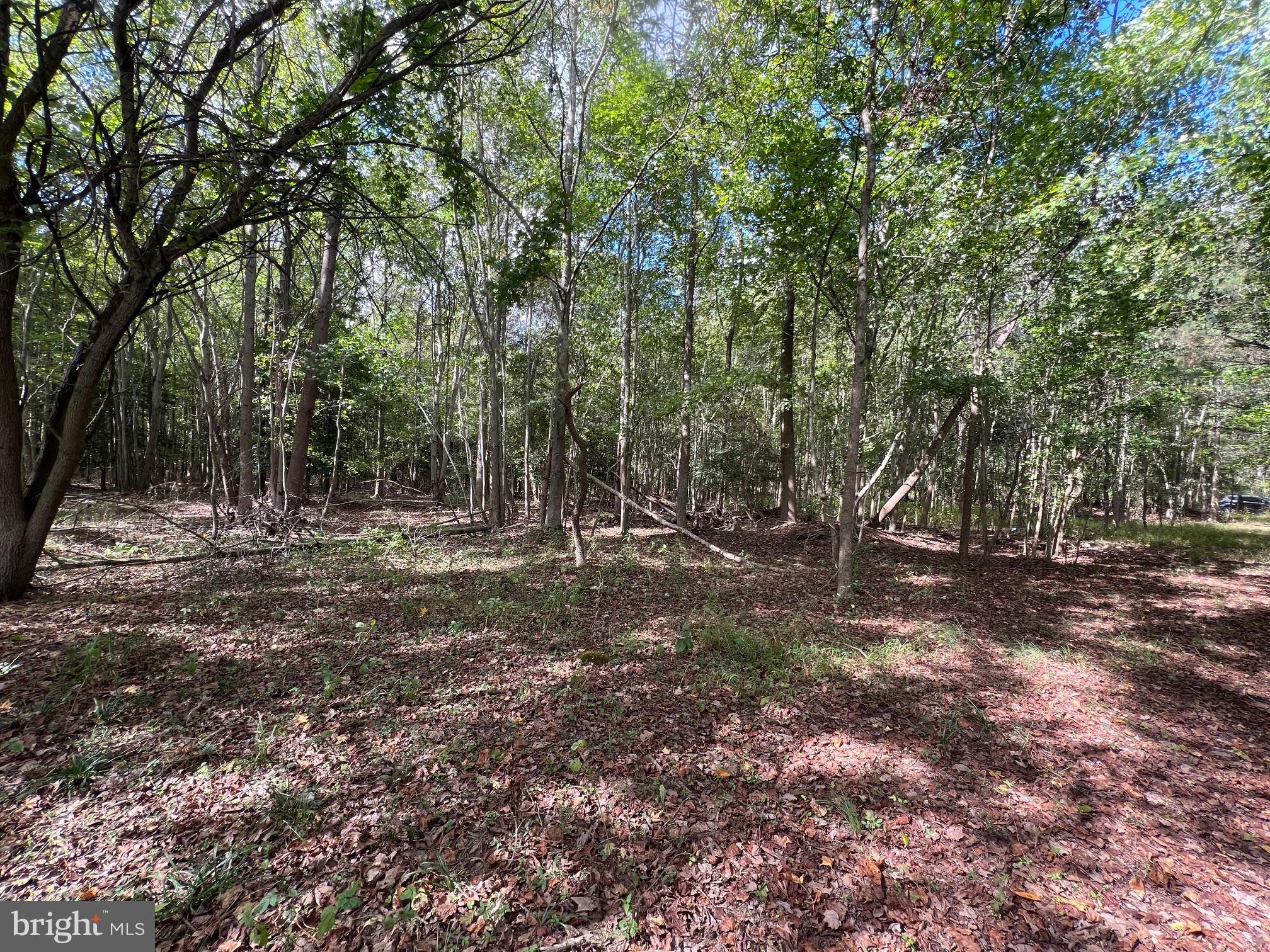 0 Pine Pitch Road Harrington, DE 19952 - Photo 10 of 16