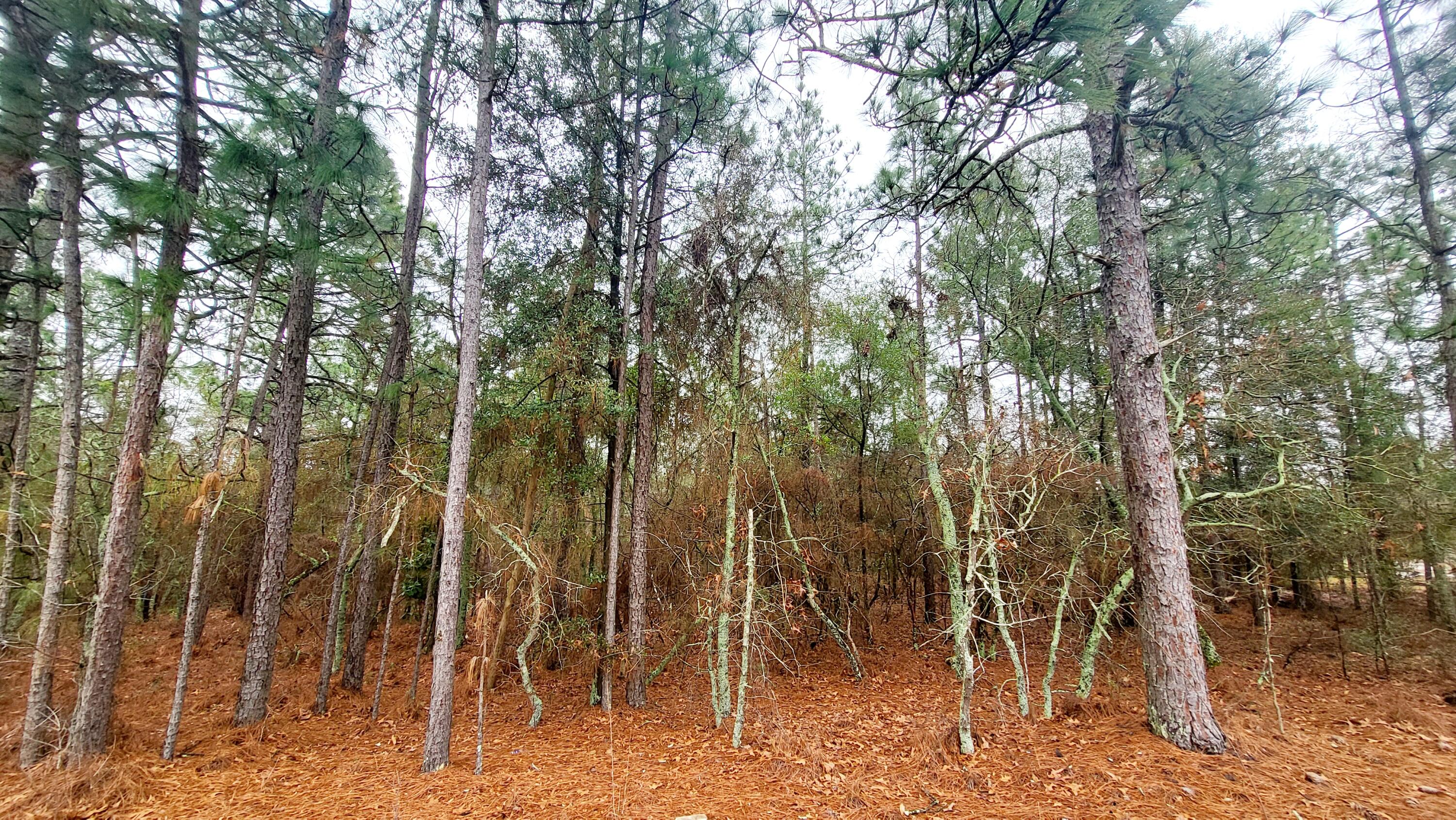 4.94-acre Silver Bluff Road Aiken, SC 29803 - Photo 3 of 5 .