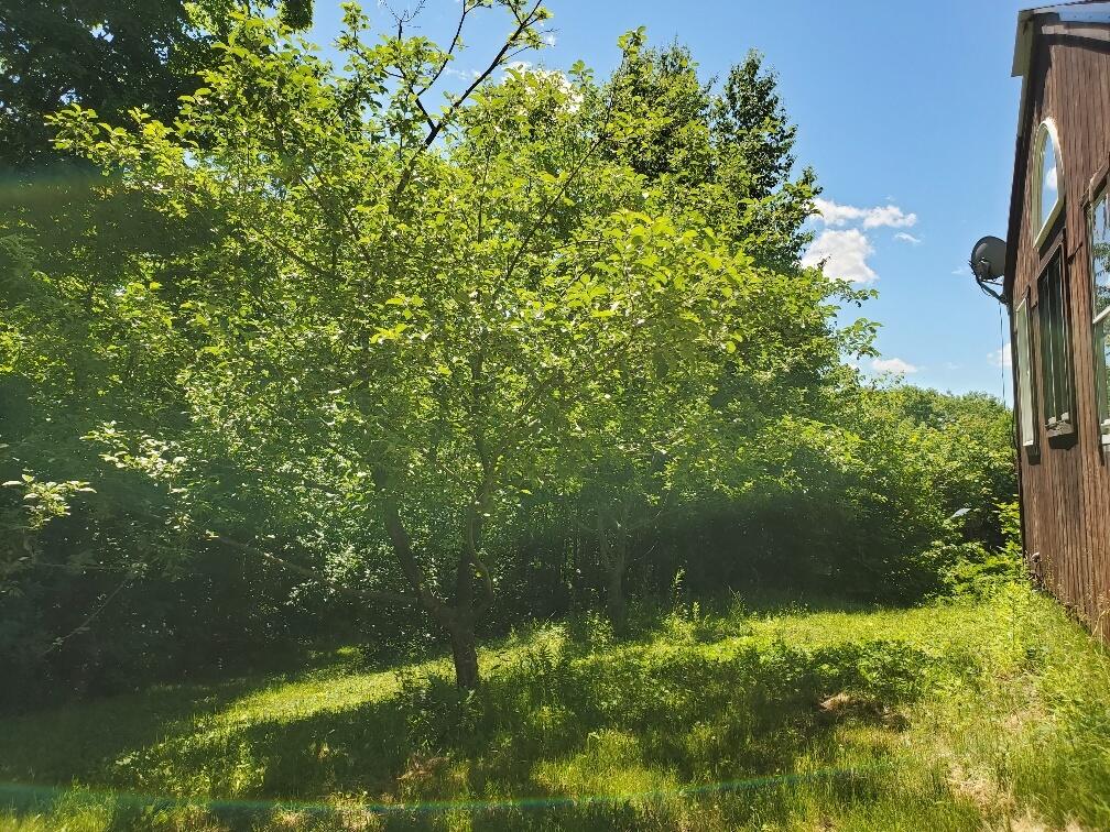 106 Jackson Mountain Road Temple, ME 04984 - Photo 31 of 40 Apple Trees