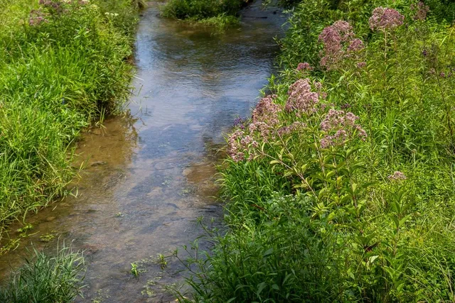 a view of a yard with plants and a wooden bench