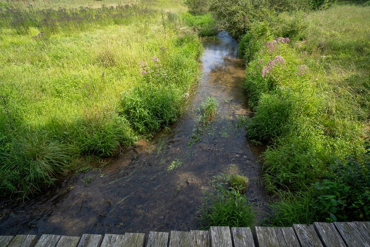 5787 Borden Grant Trail Raphine, VA 24472 - Photo 51 of 52 a view of a yard with plants and a wooden bench
