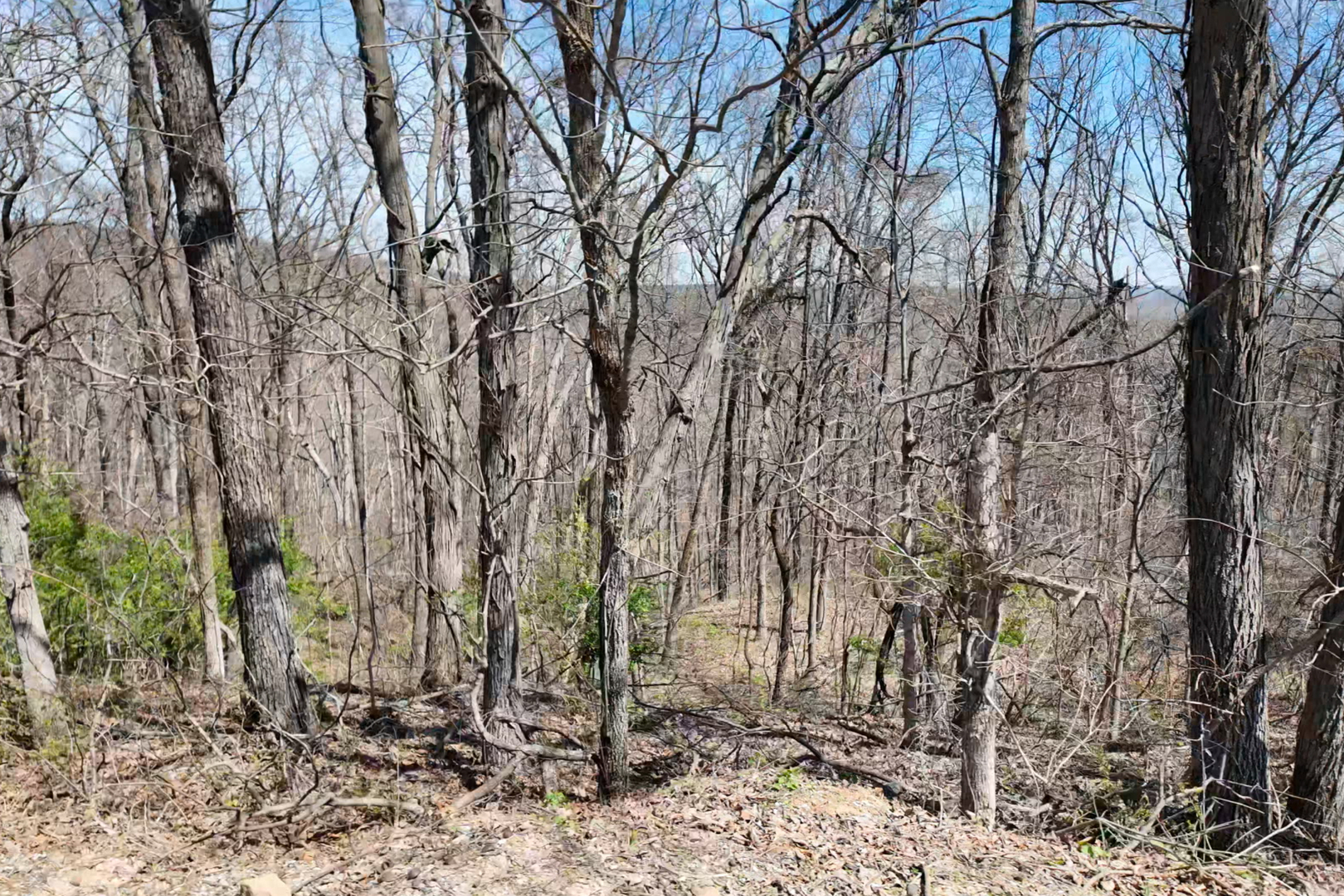 191 Bruce Johnson Road Herod, IL 62947 - Photo 26 of 36 a backyard of a house with lots of trees