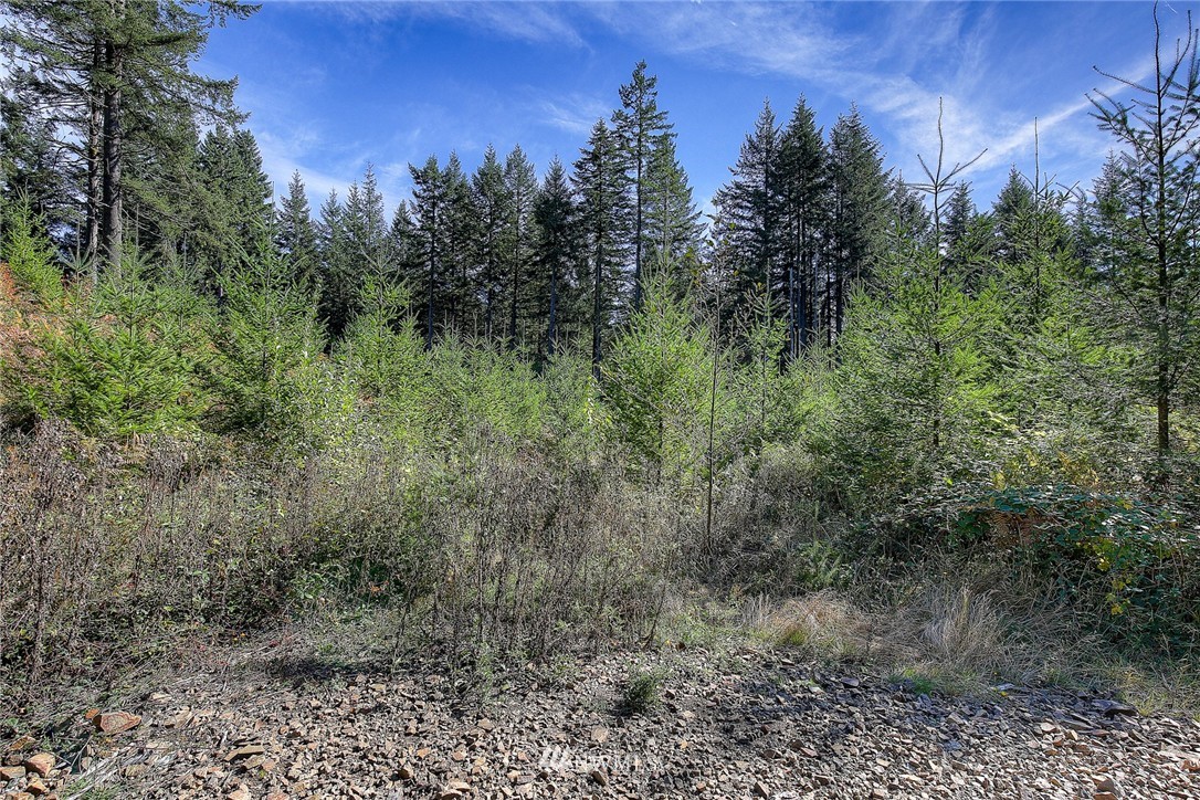 29 Freeman Road Kalama, WA 98625 - Photo 7 of 17 Gallery Image 7