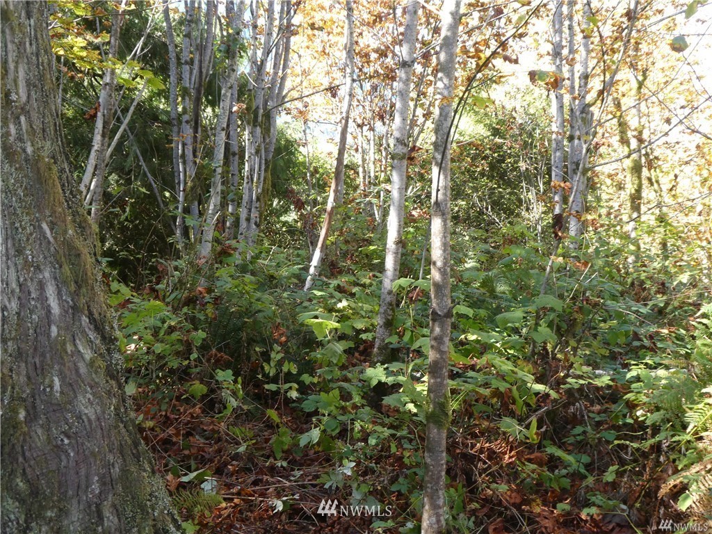 0 Mt Index Road Gold Bar, WA 98251 - Photo 1 of 1 a view of a forest