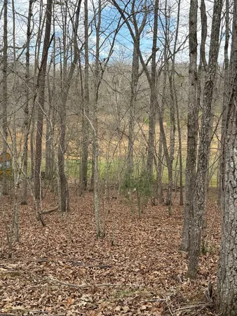a view of a yard with trees