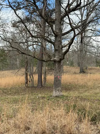 a view of a yard with an tree