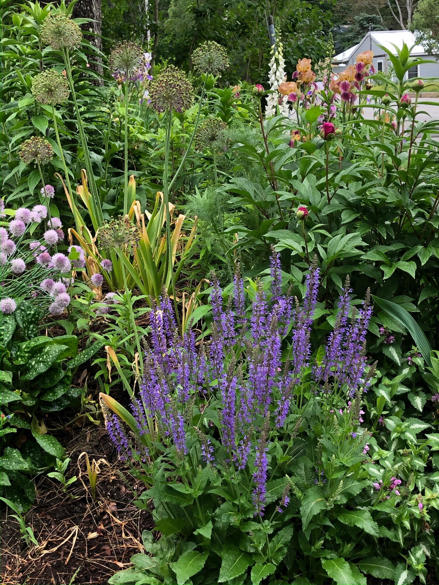 59 Deacon Road Yarmouth, ME 04096 - Photo 42 of 45 Garden 1