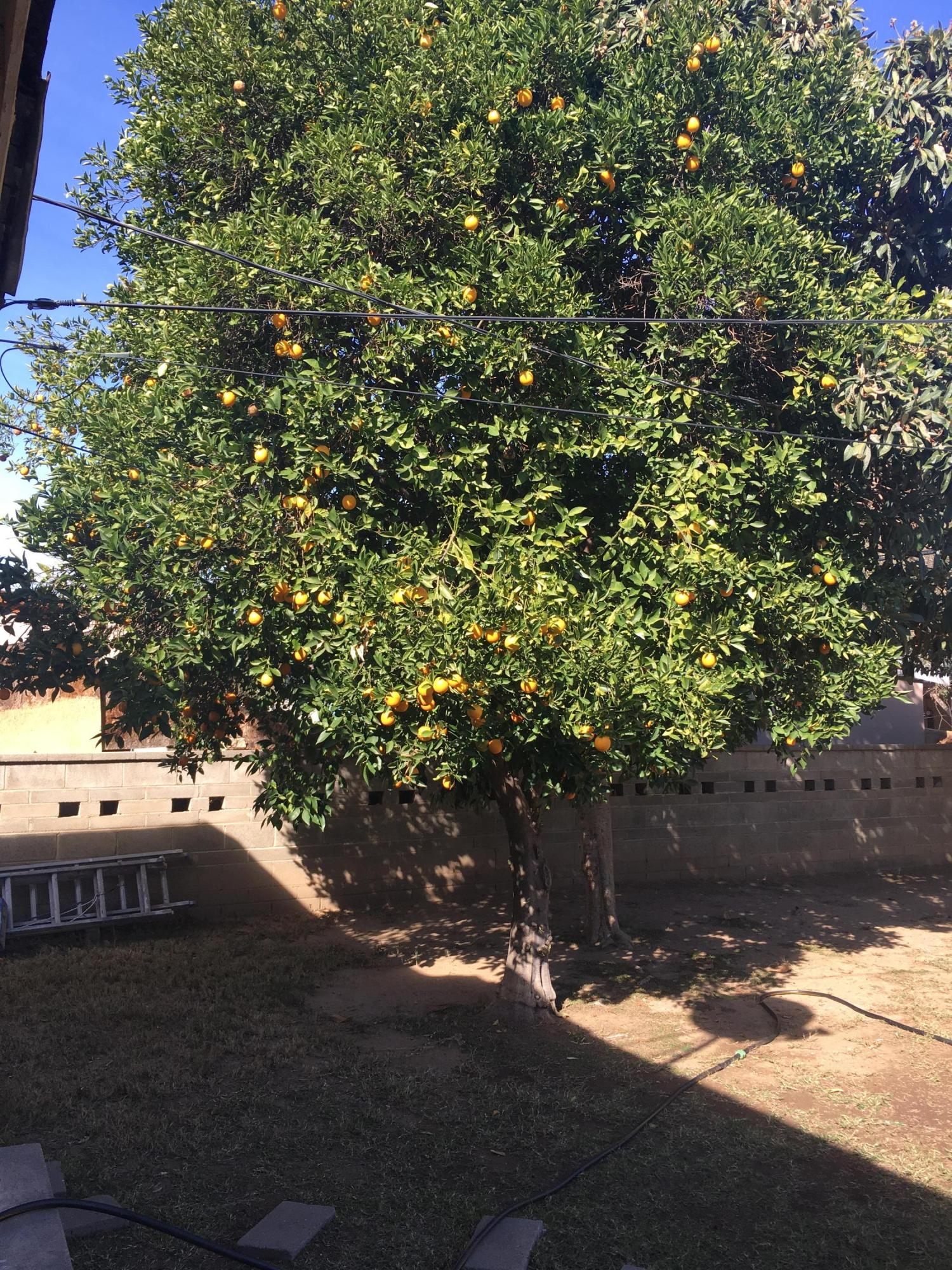 5441 Challen Avenue Riverside, CA 92503 - Photo 10 of 10 a view of yard with green space and trees around