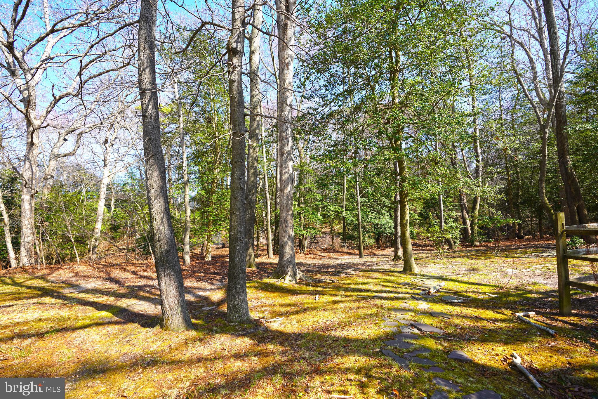 128 White Oak Road Rehoboth Beach, DE 19971 - Photo 39 of 43 Wooded Yard