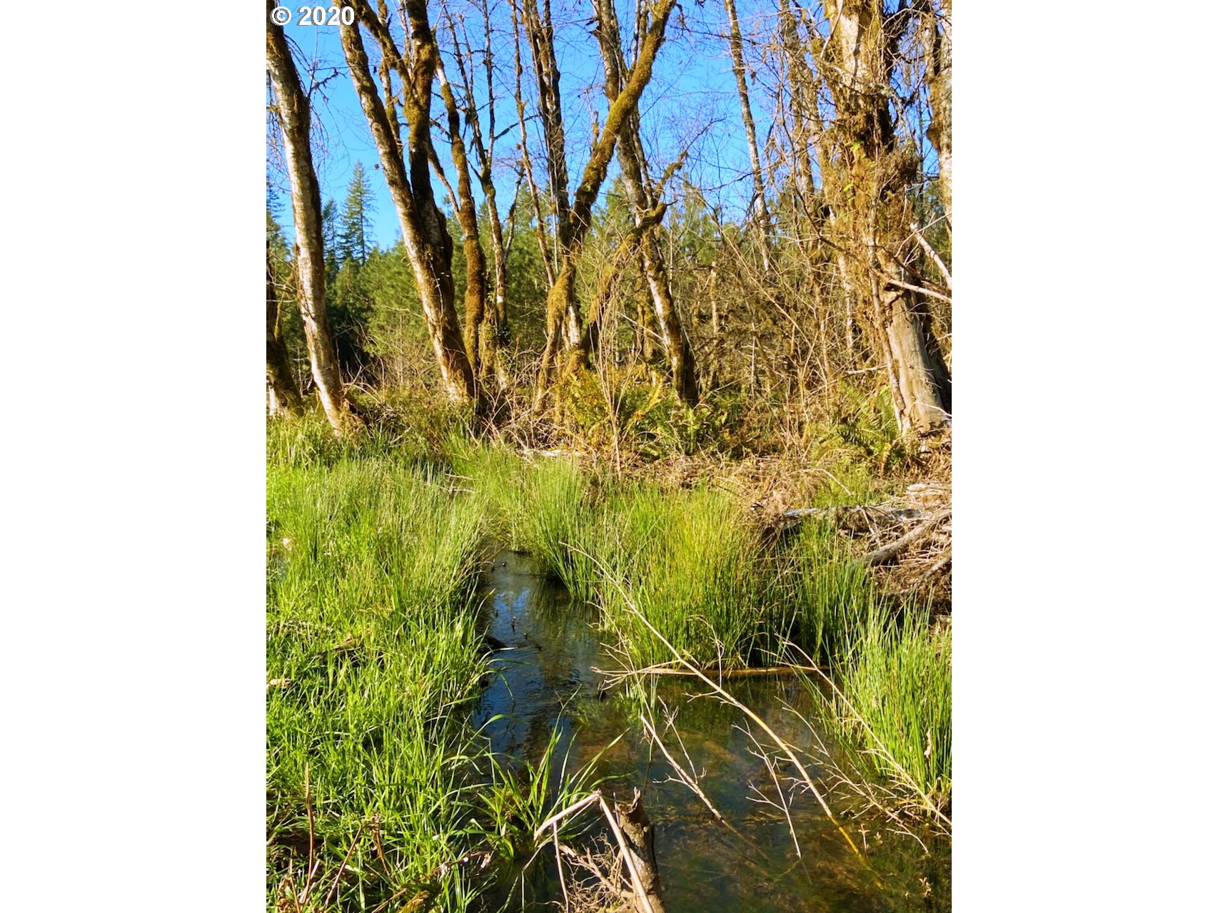 Hileman Road Marcola, OR 97454 - Photo 6 of 10 Gallery Image 6