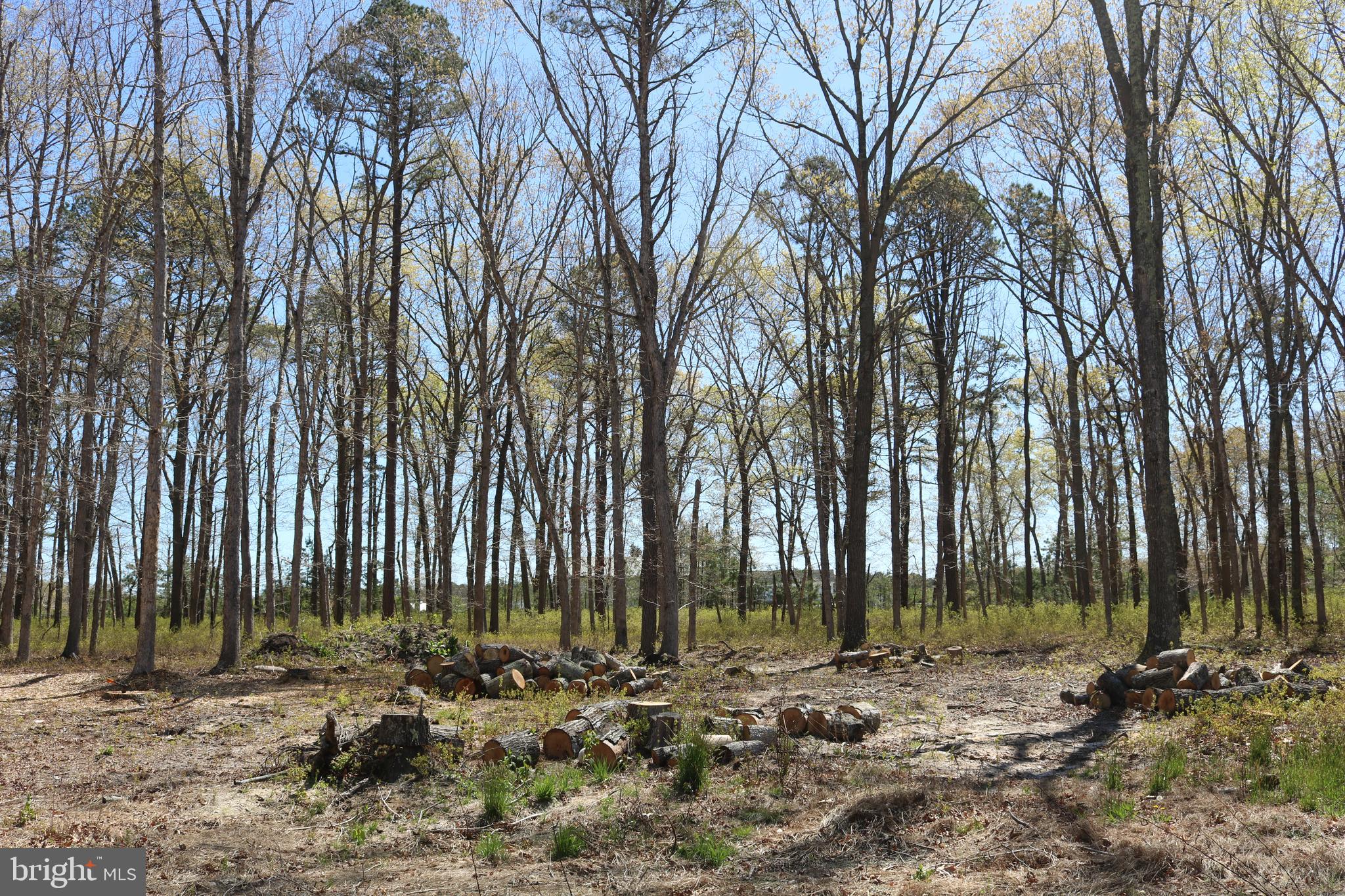 770 Whitehall Road Newfield, NJ 08344 - Photo 5 of 56 a backyard of a house with lots of green space
