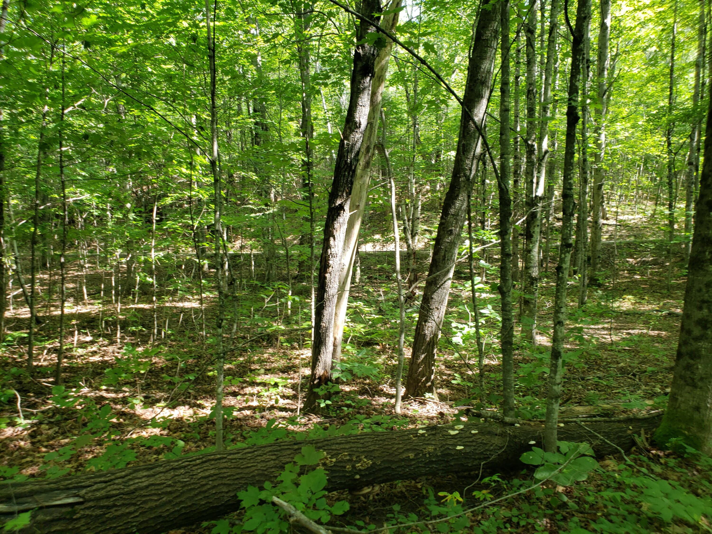 Tbd Tyler Road Bethel, ME 04217 - Photo 19 of 26 Lot