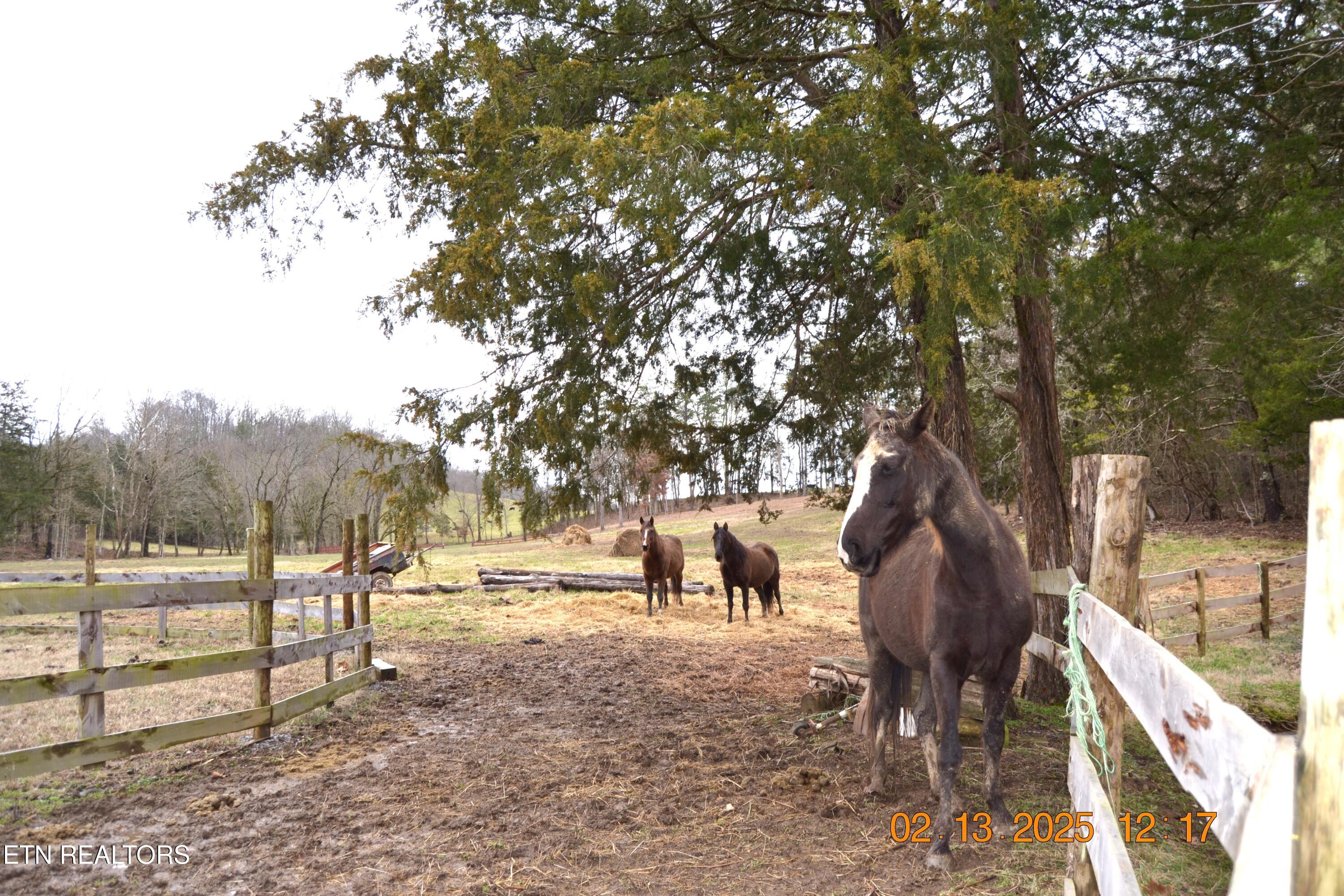 871 Hickory Valley Road Maynardville, TN 37807 - Photo 51 of 60 DSC_0071